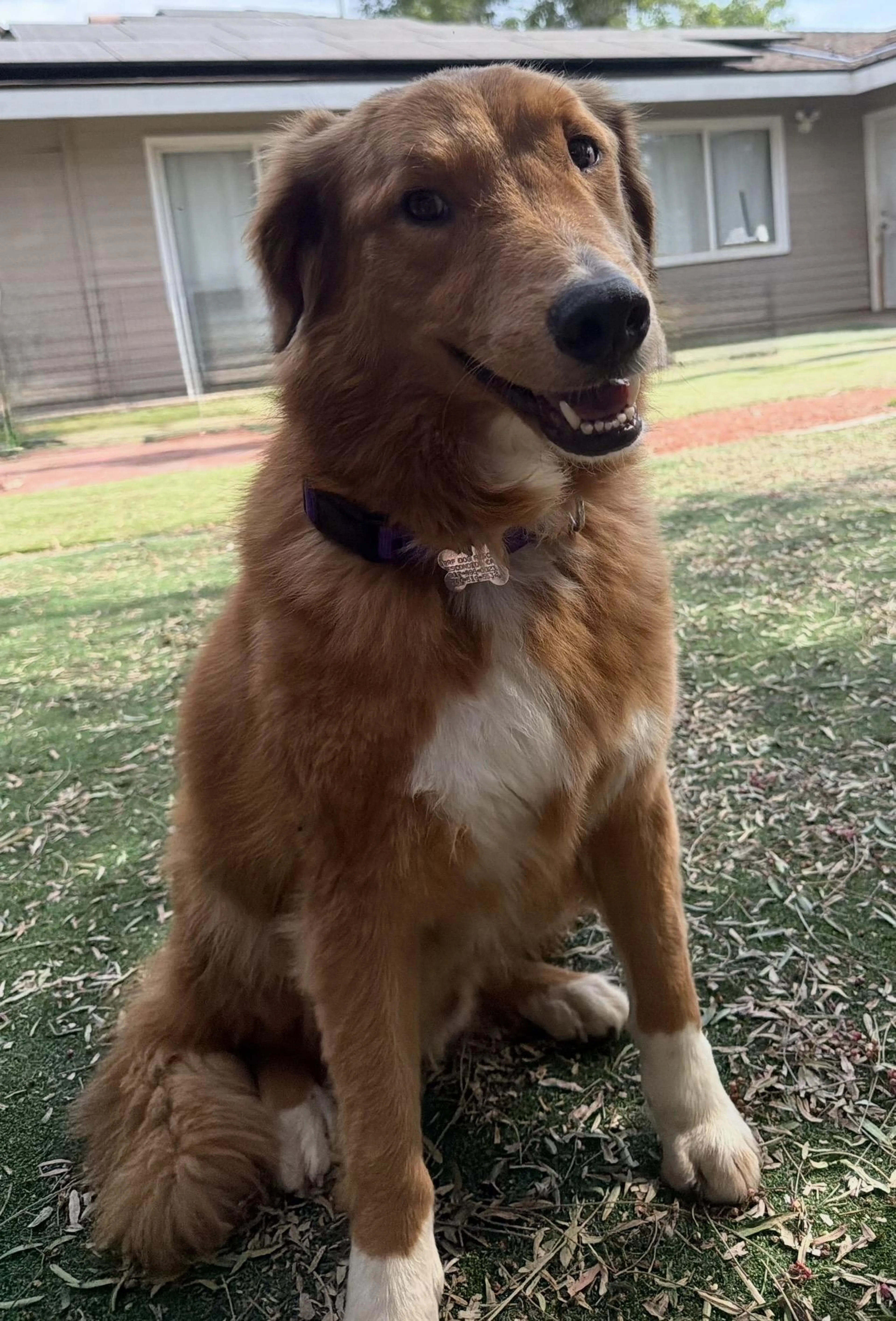Found pet-5