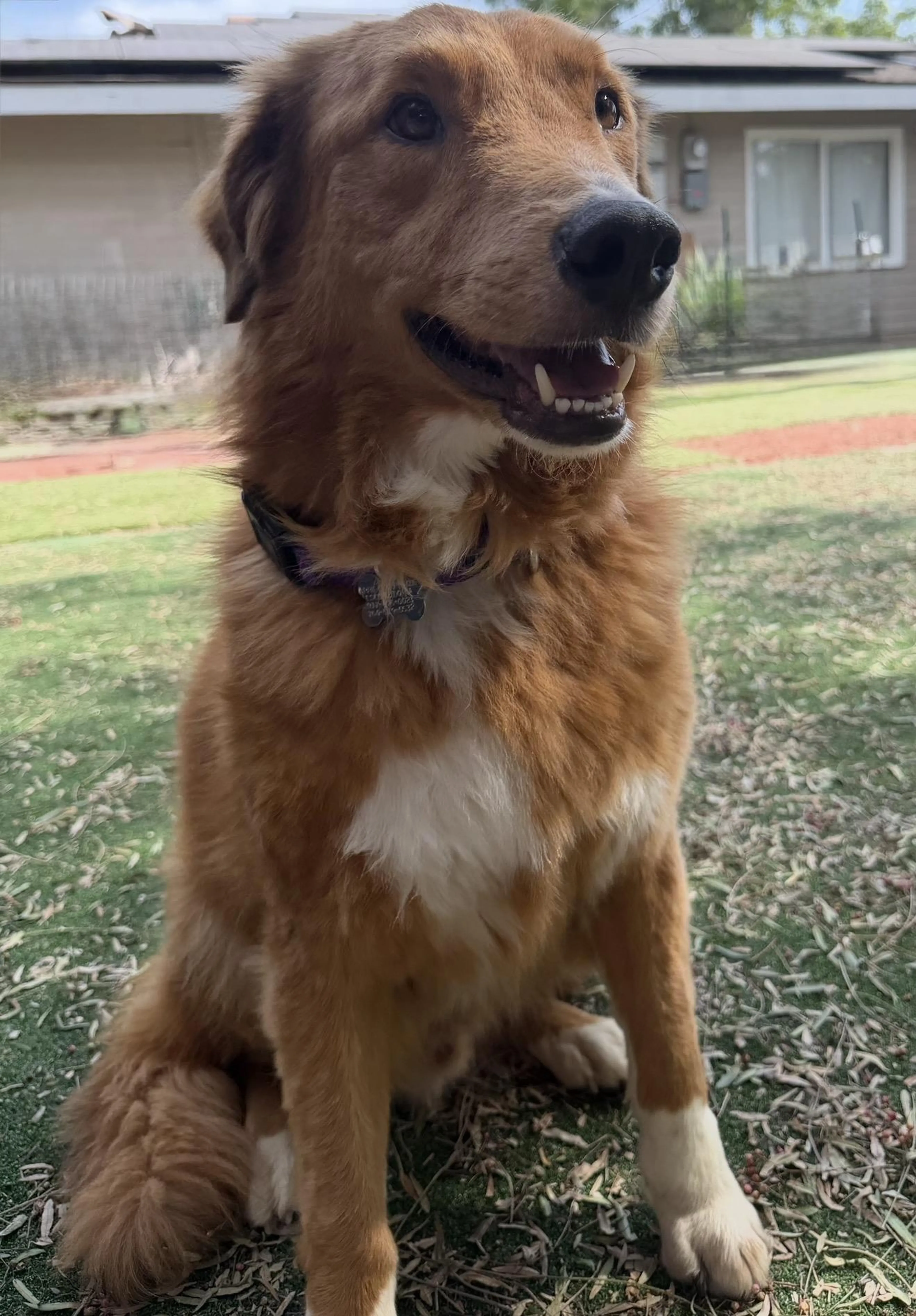 Found pet-1