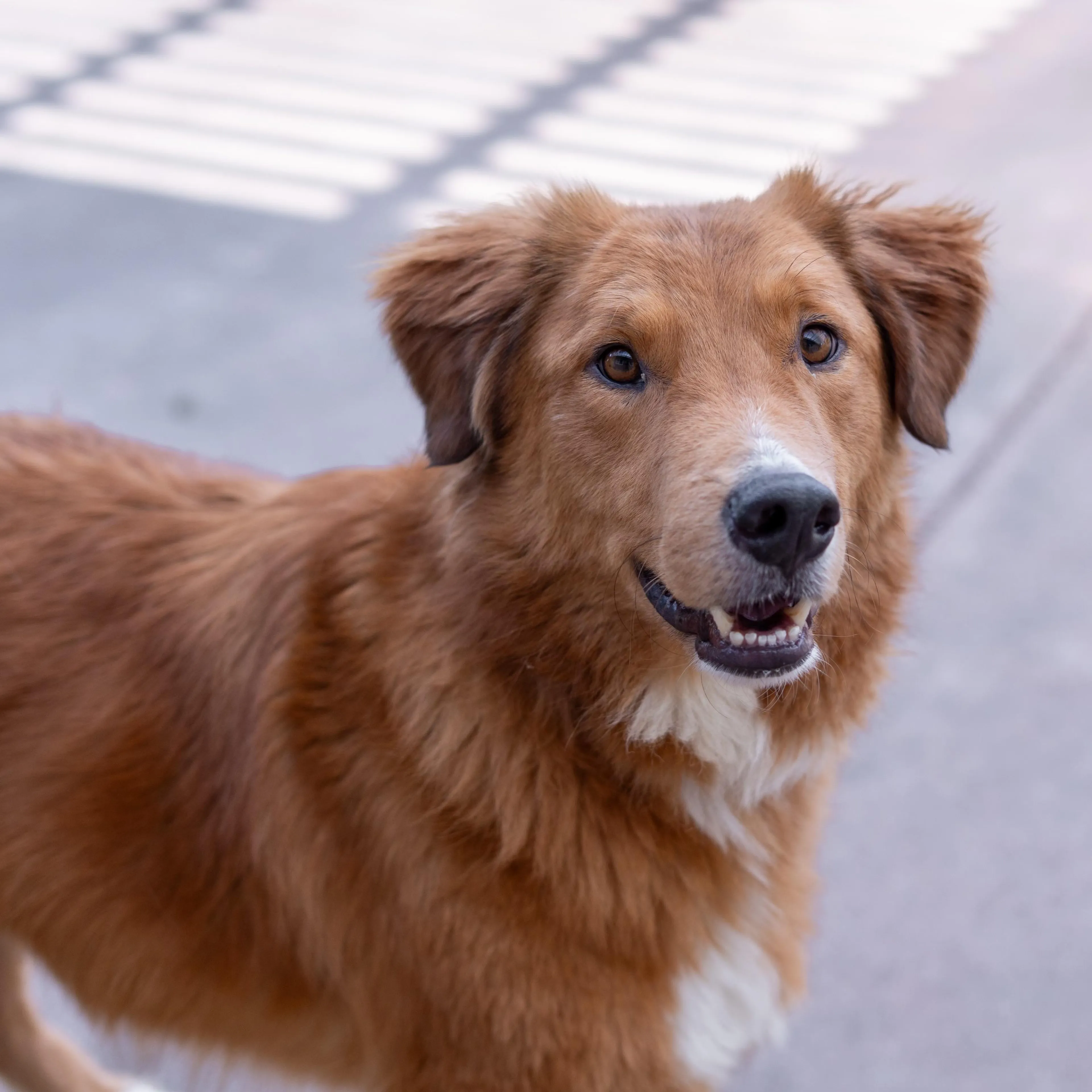 Found pet-2