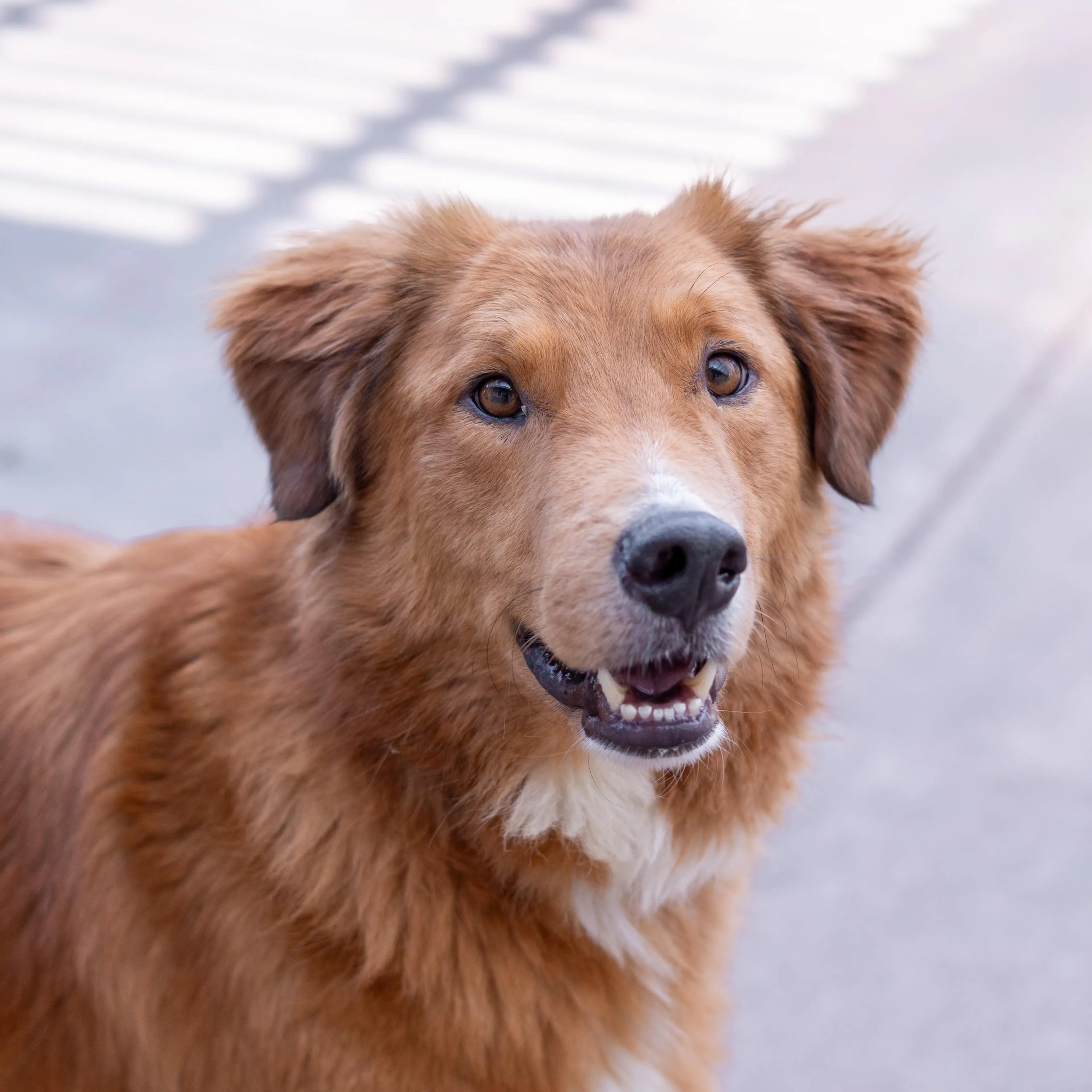 Found pet-3