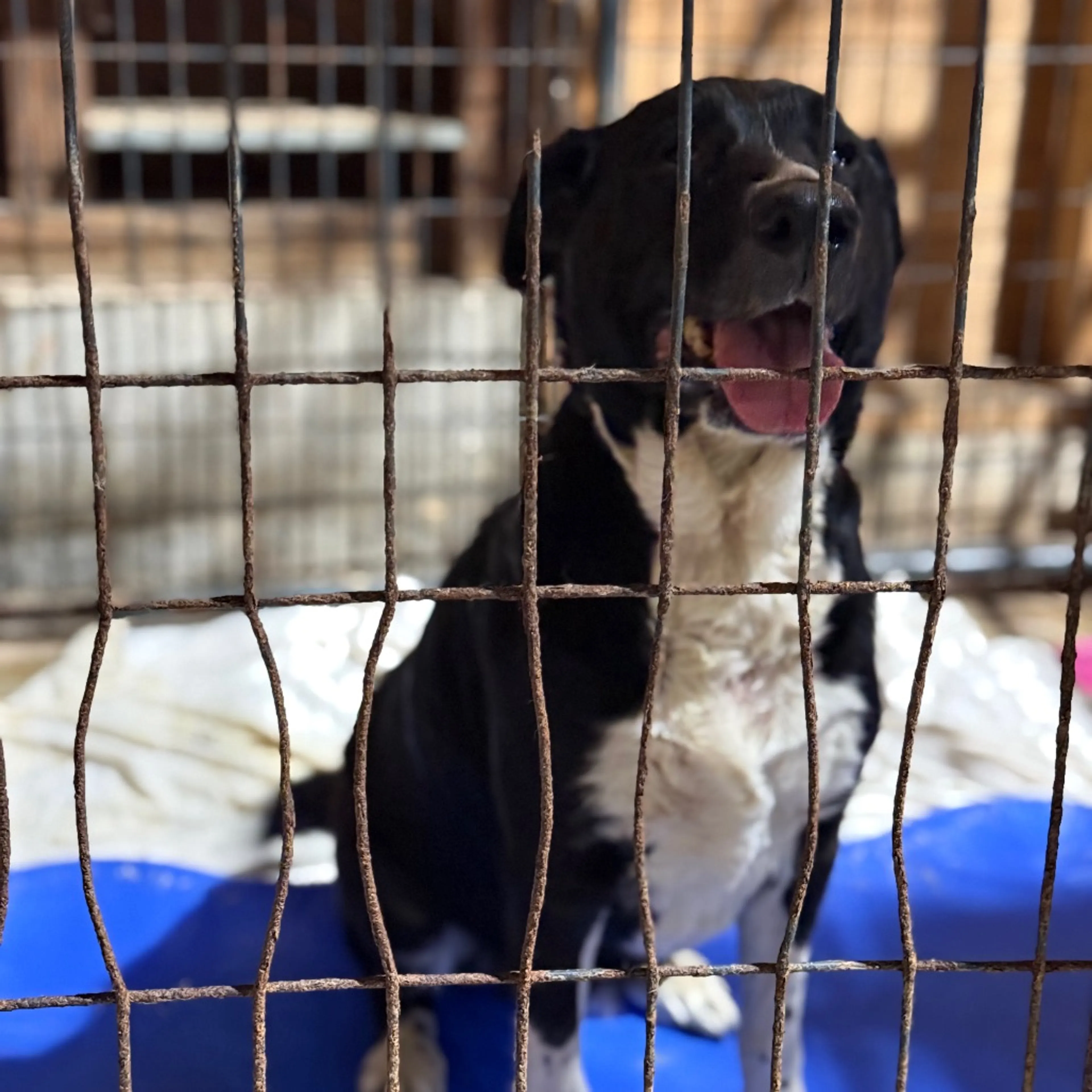 Found pet
