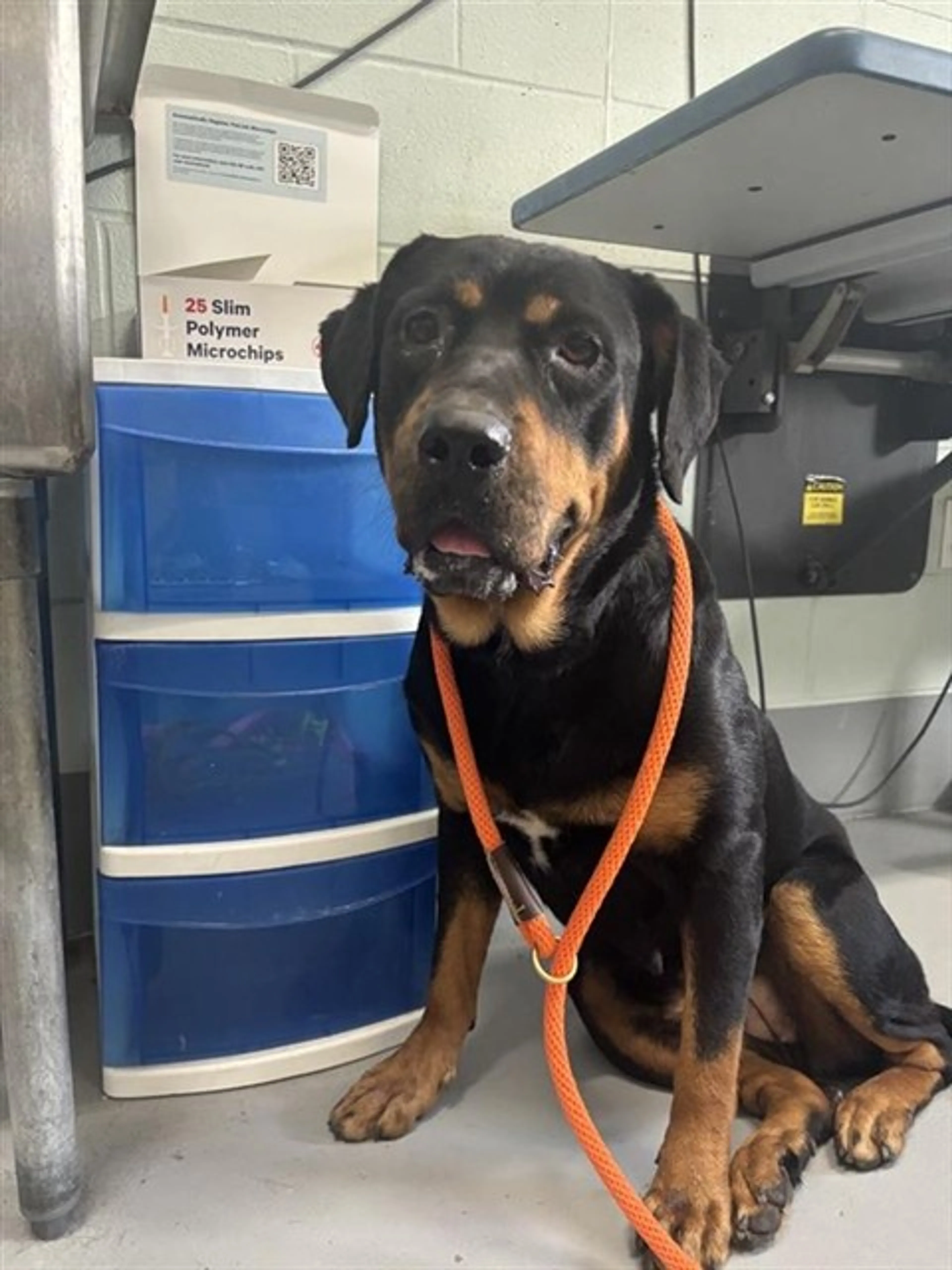Found pet