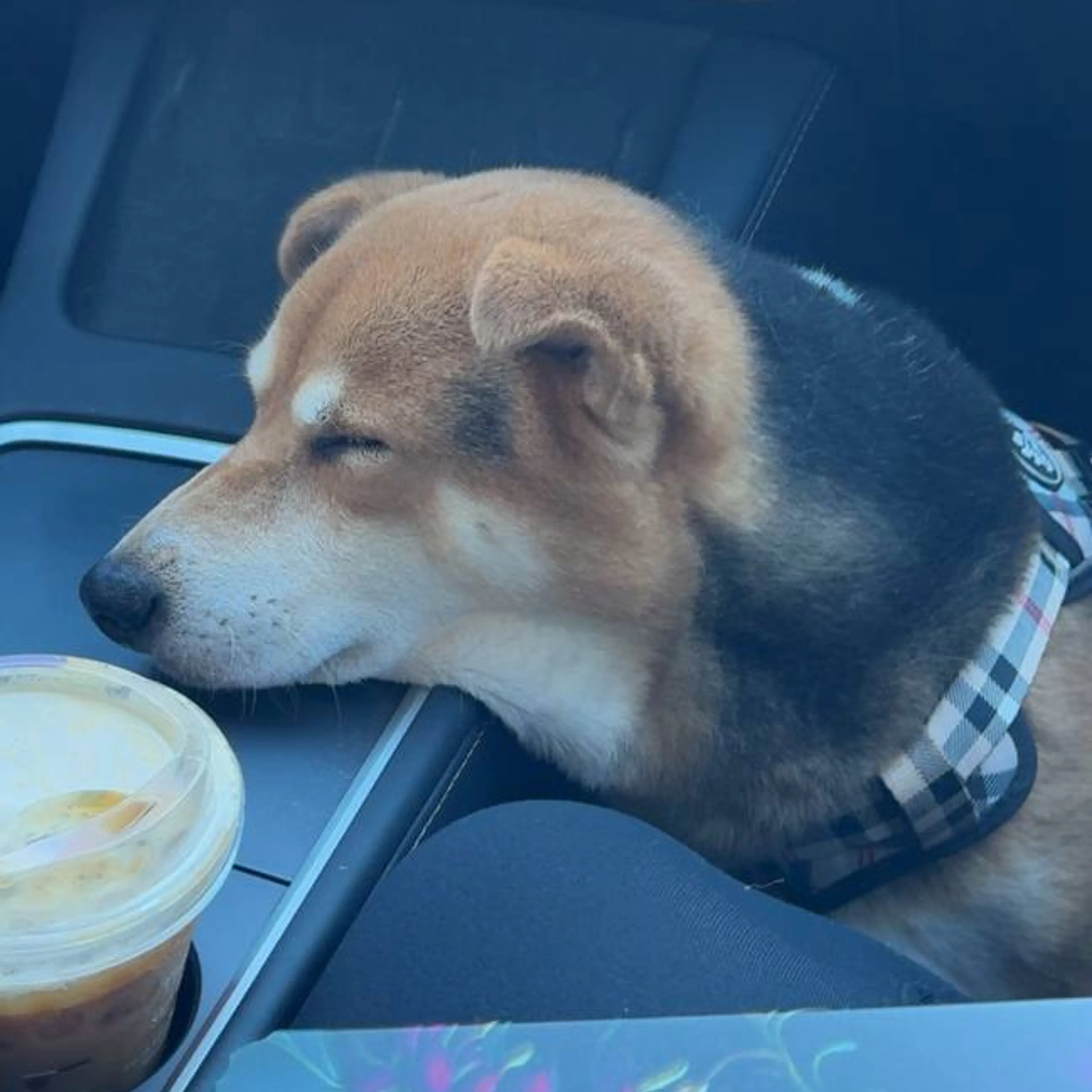 Lost pet-2
