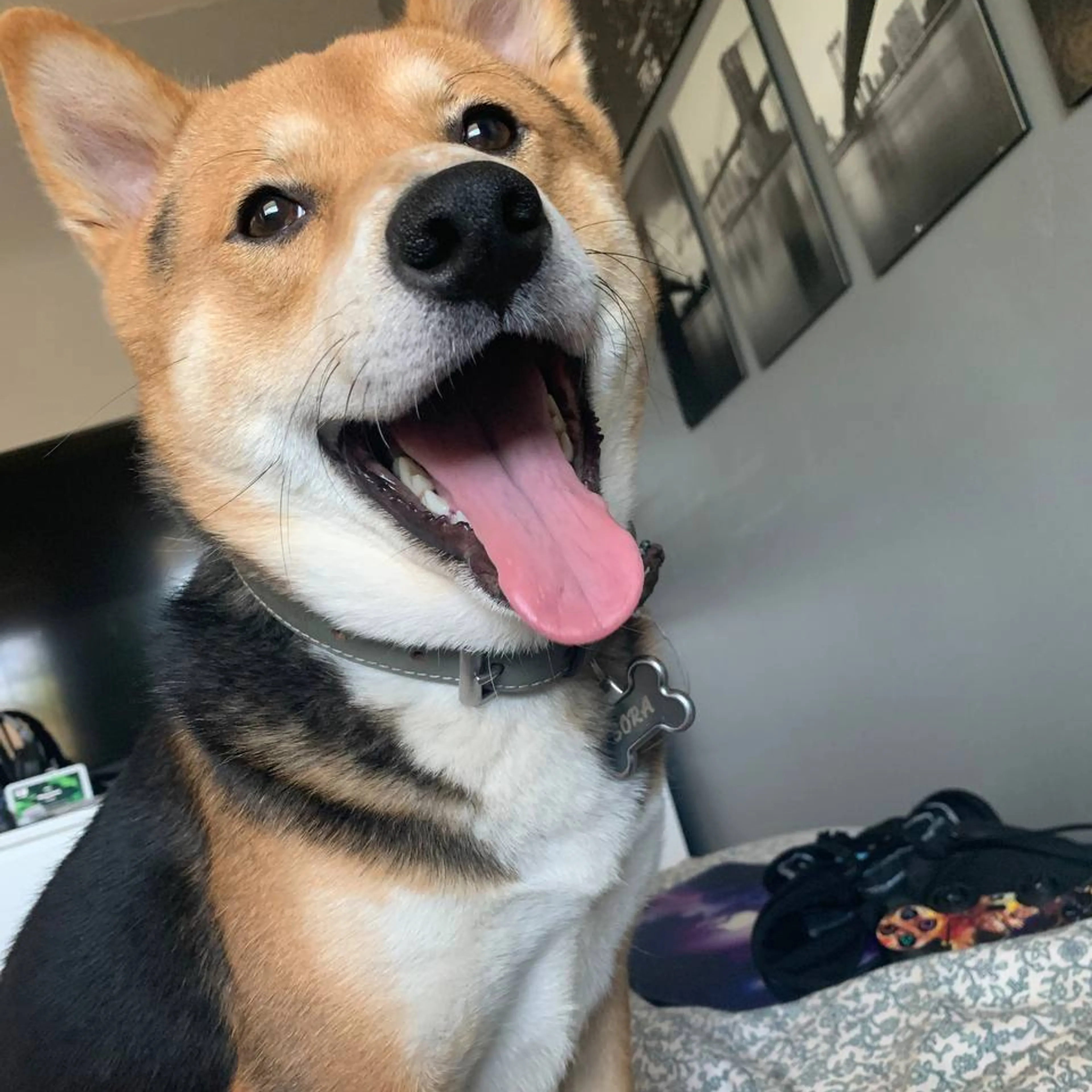 Lost pet-1