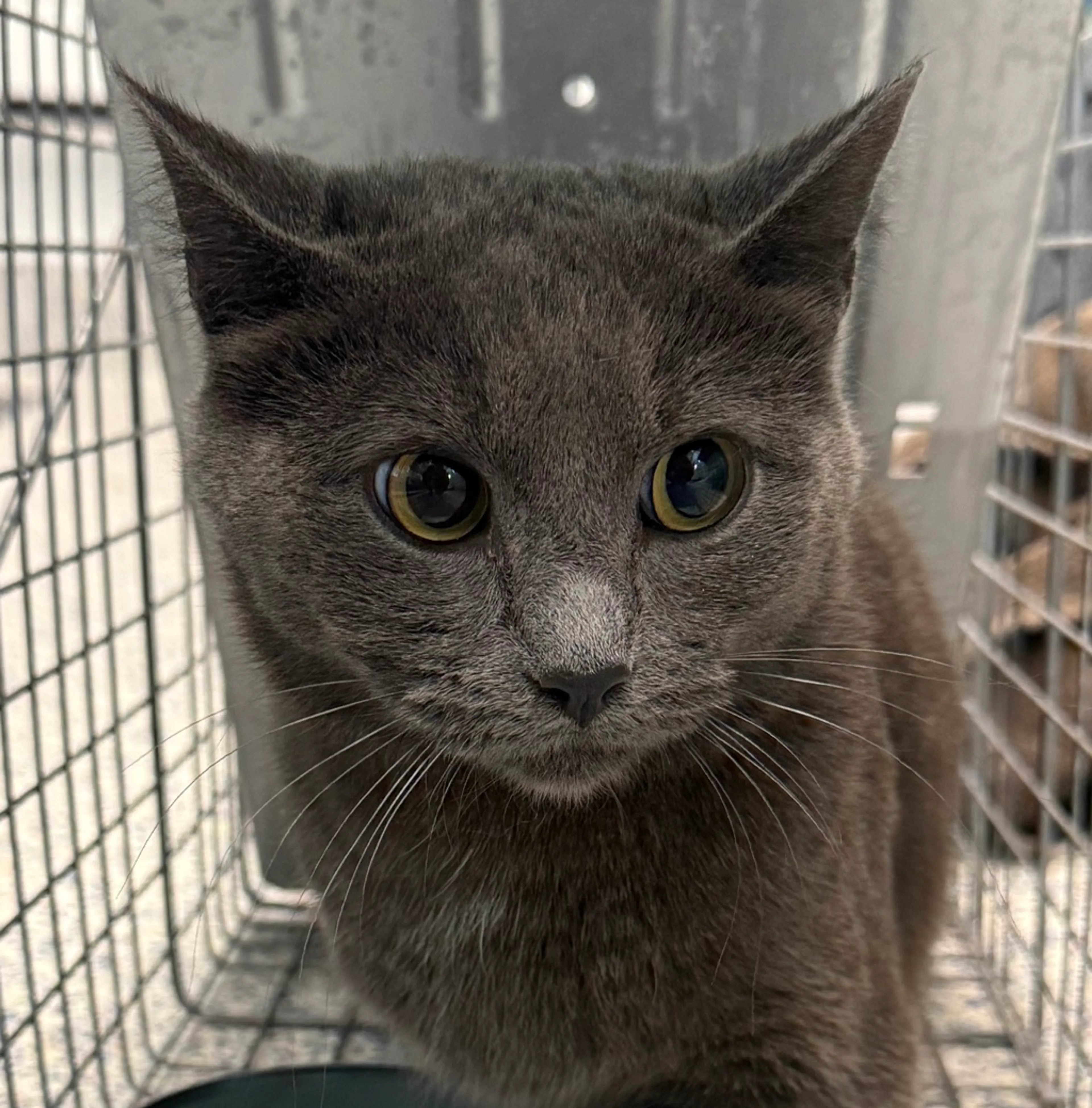 Found pet