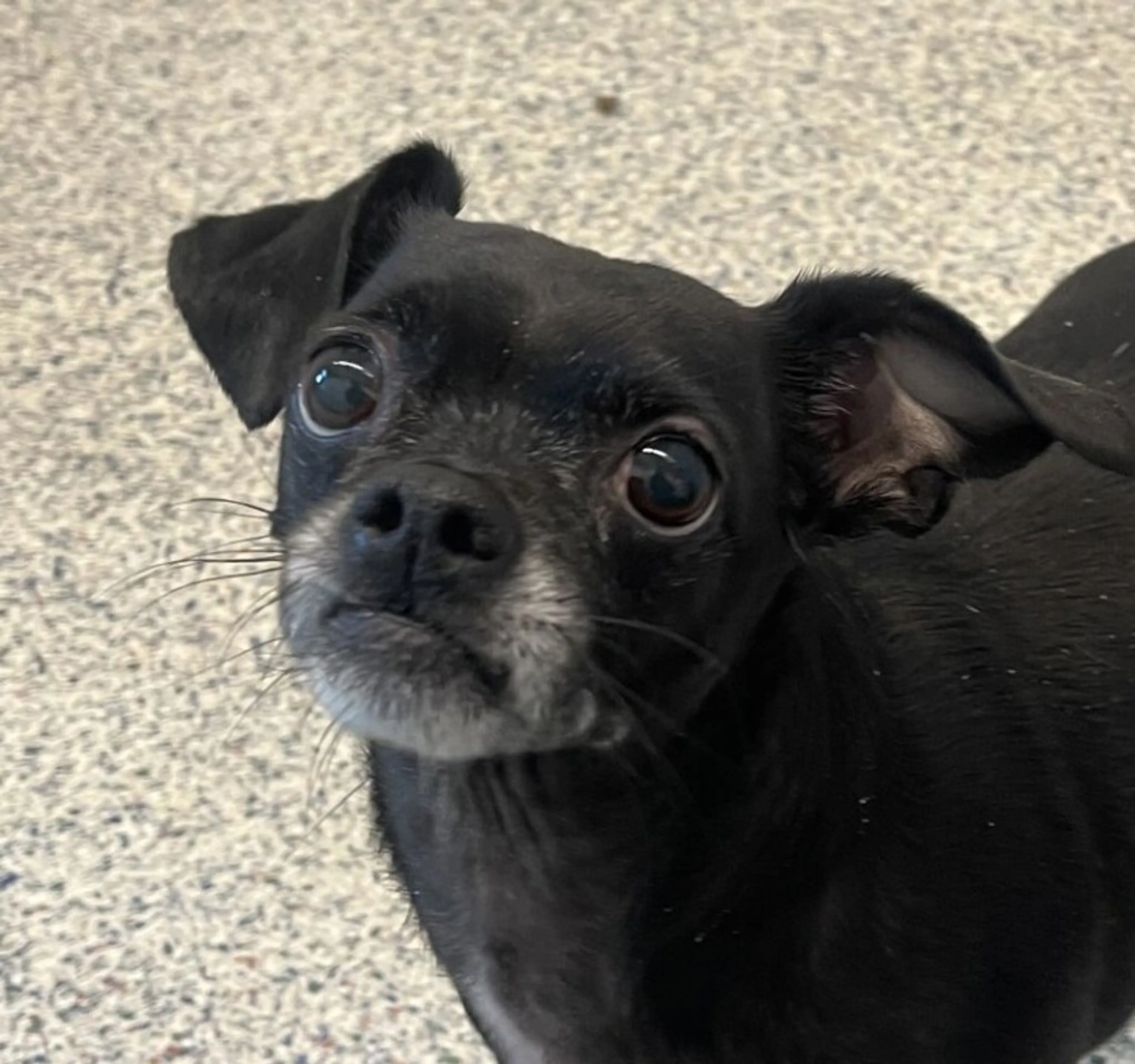 Found pet