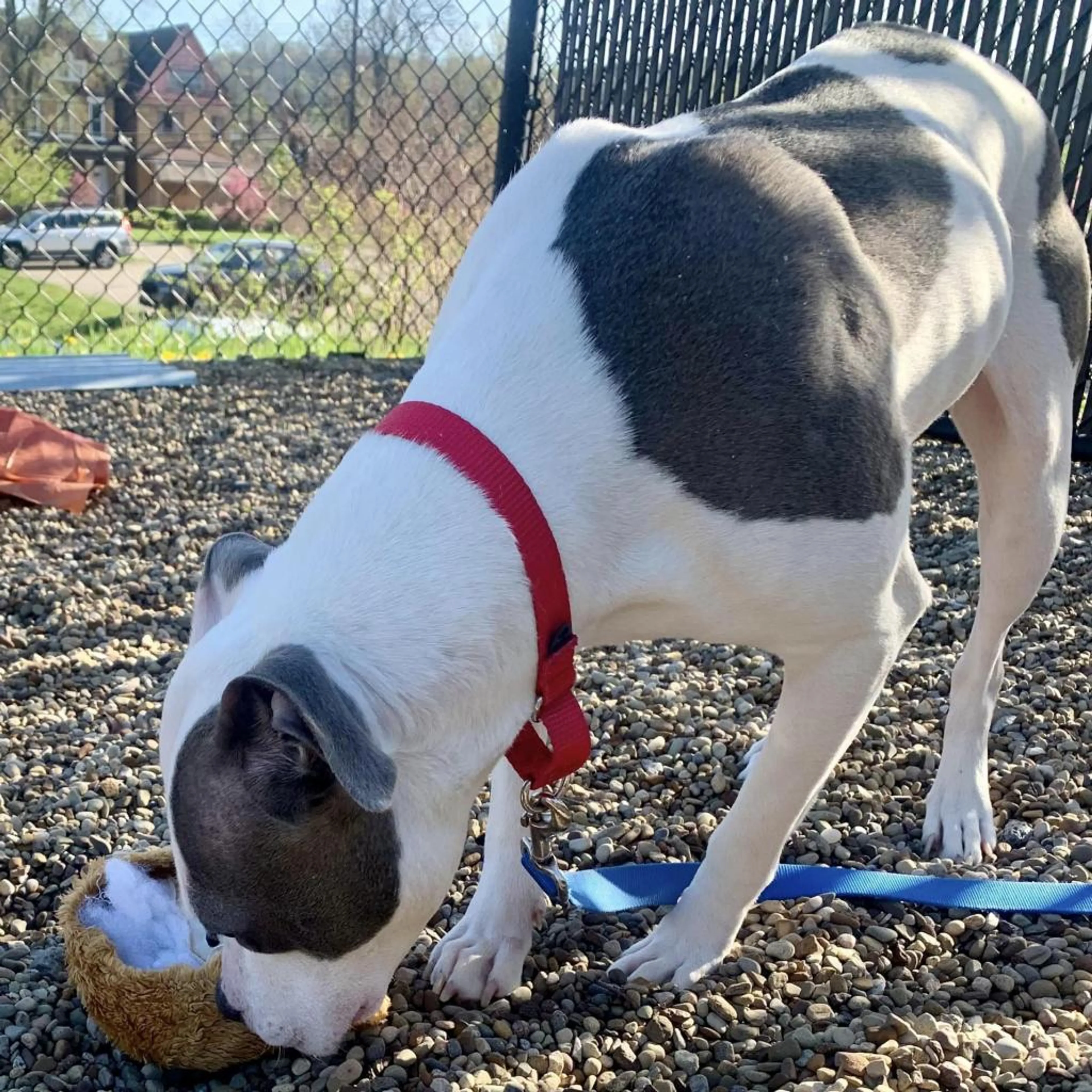 Found pet-5
