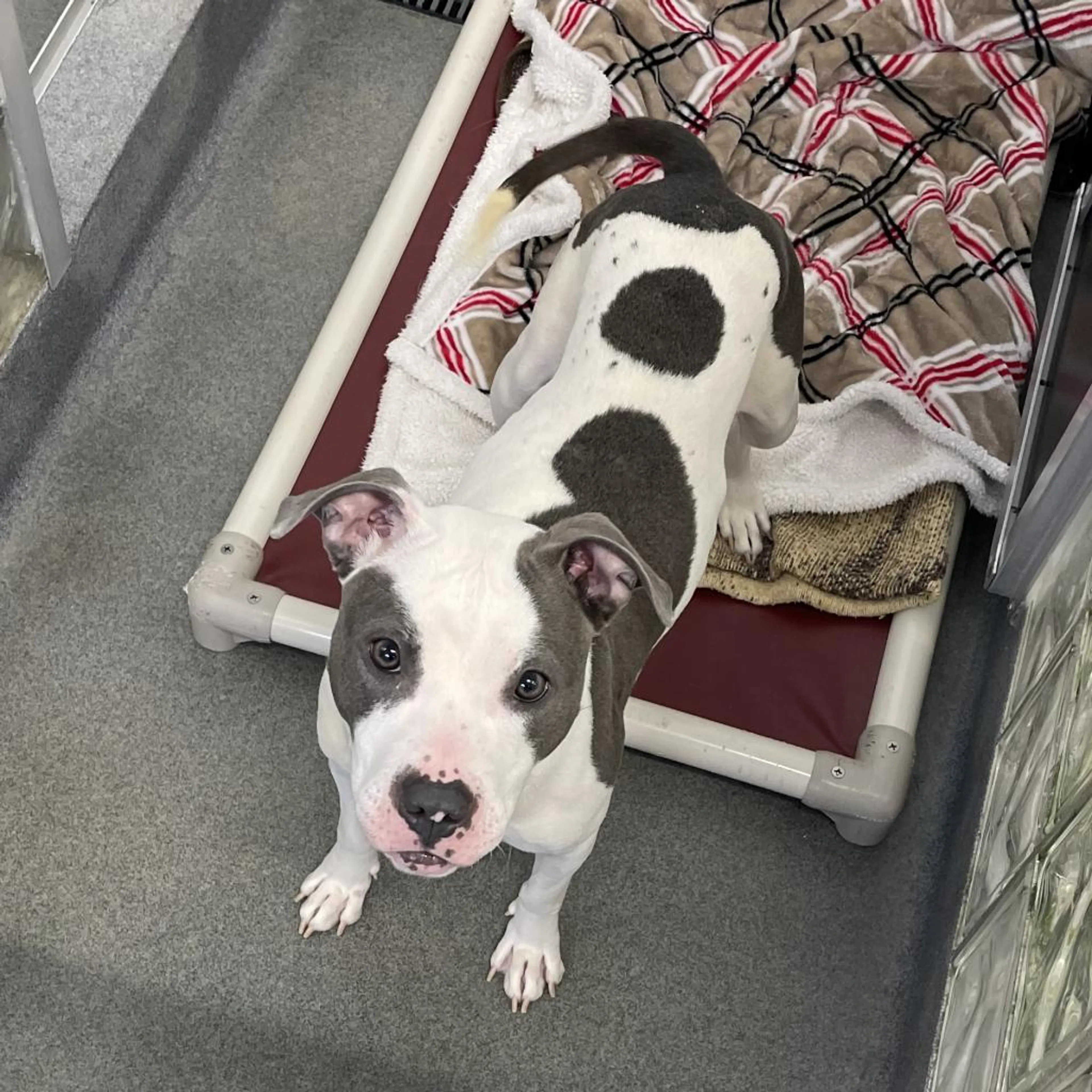 Found pet-2