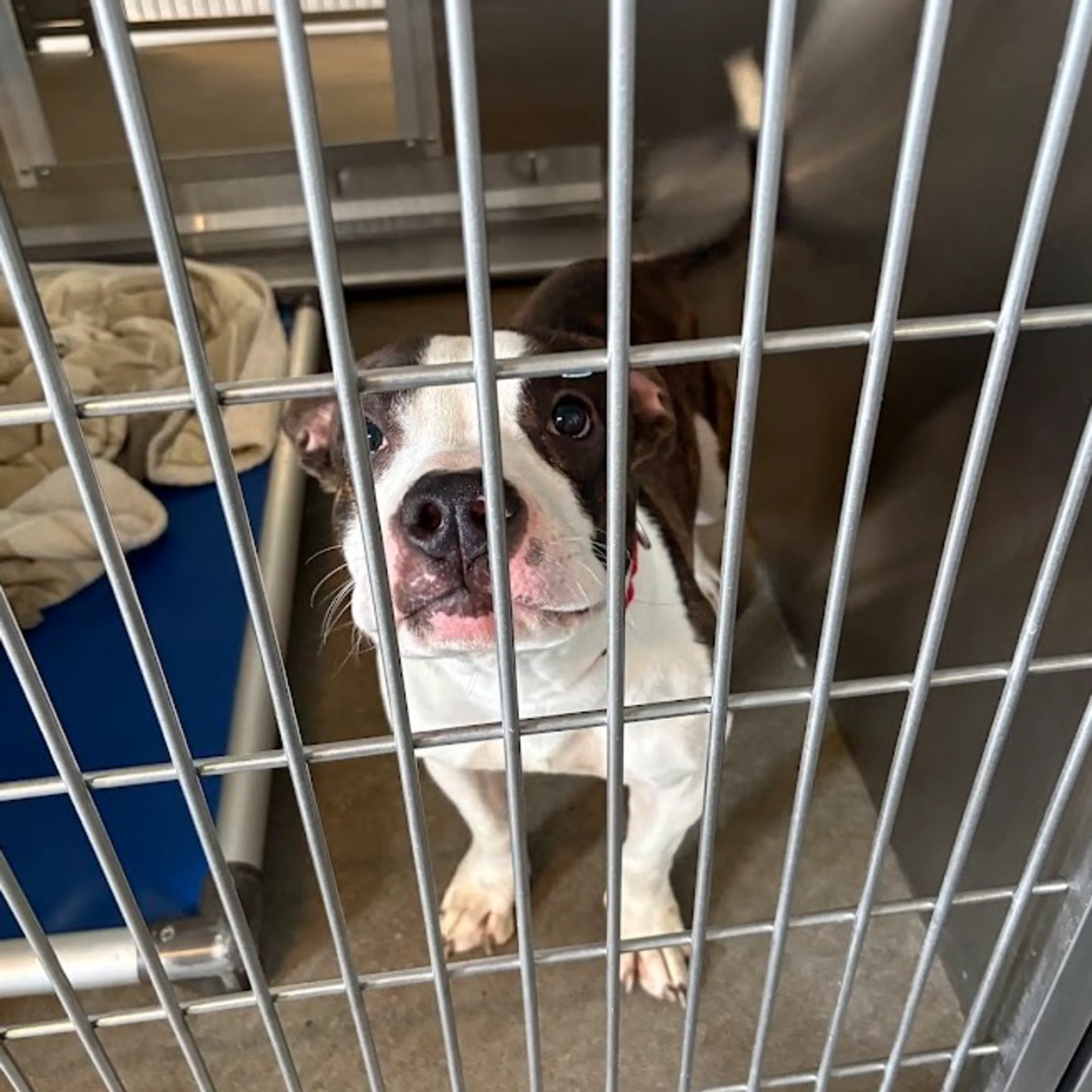 Found pet-1