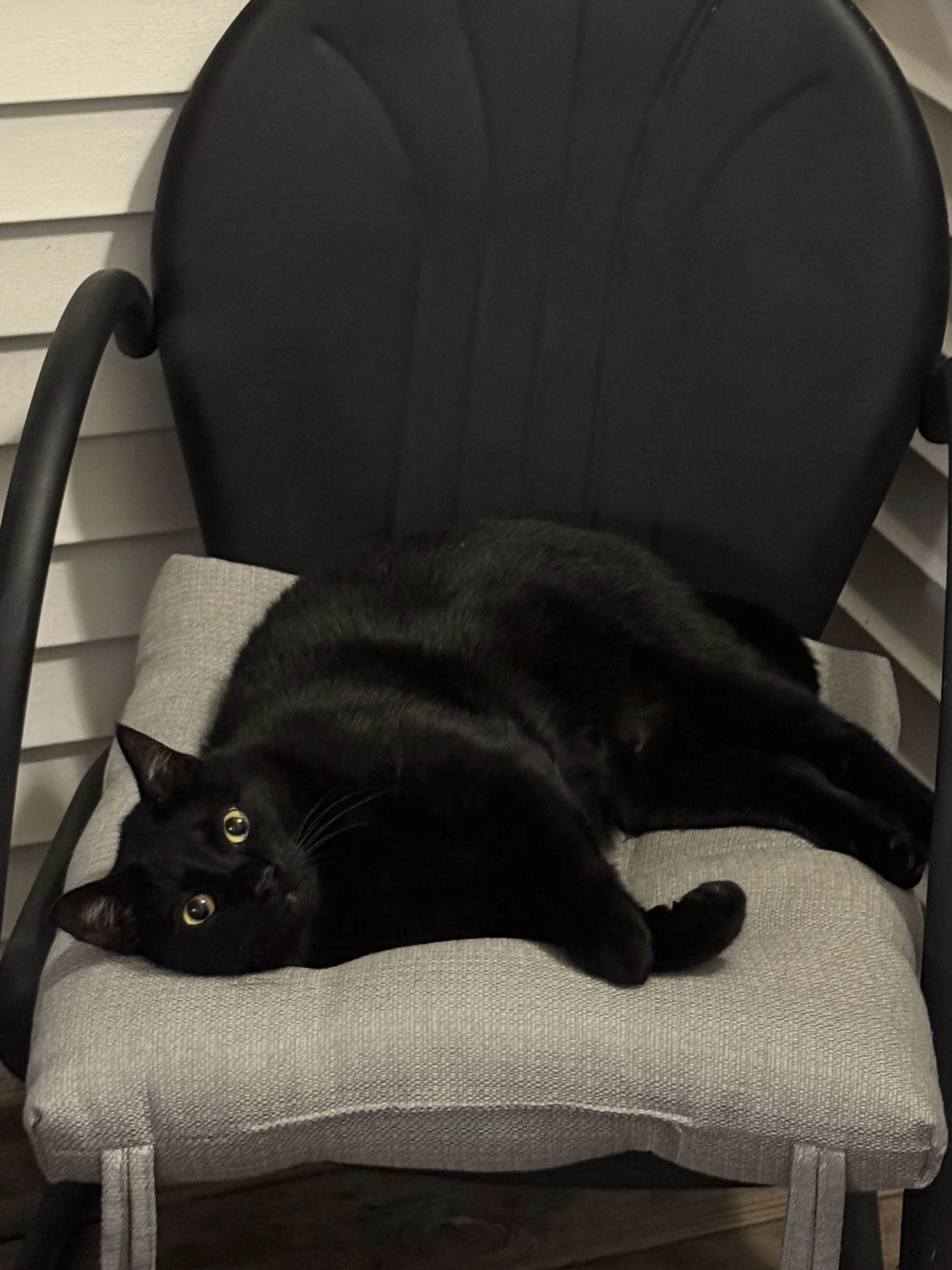 Lost pet