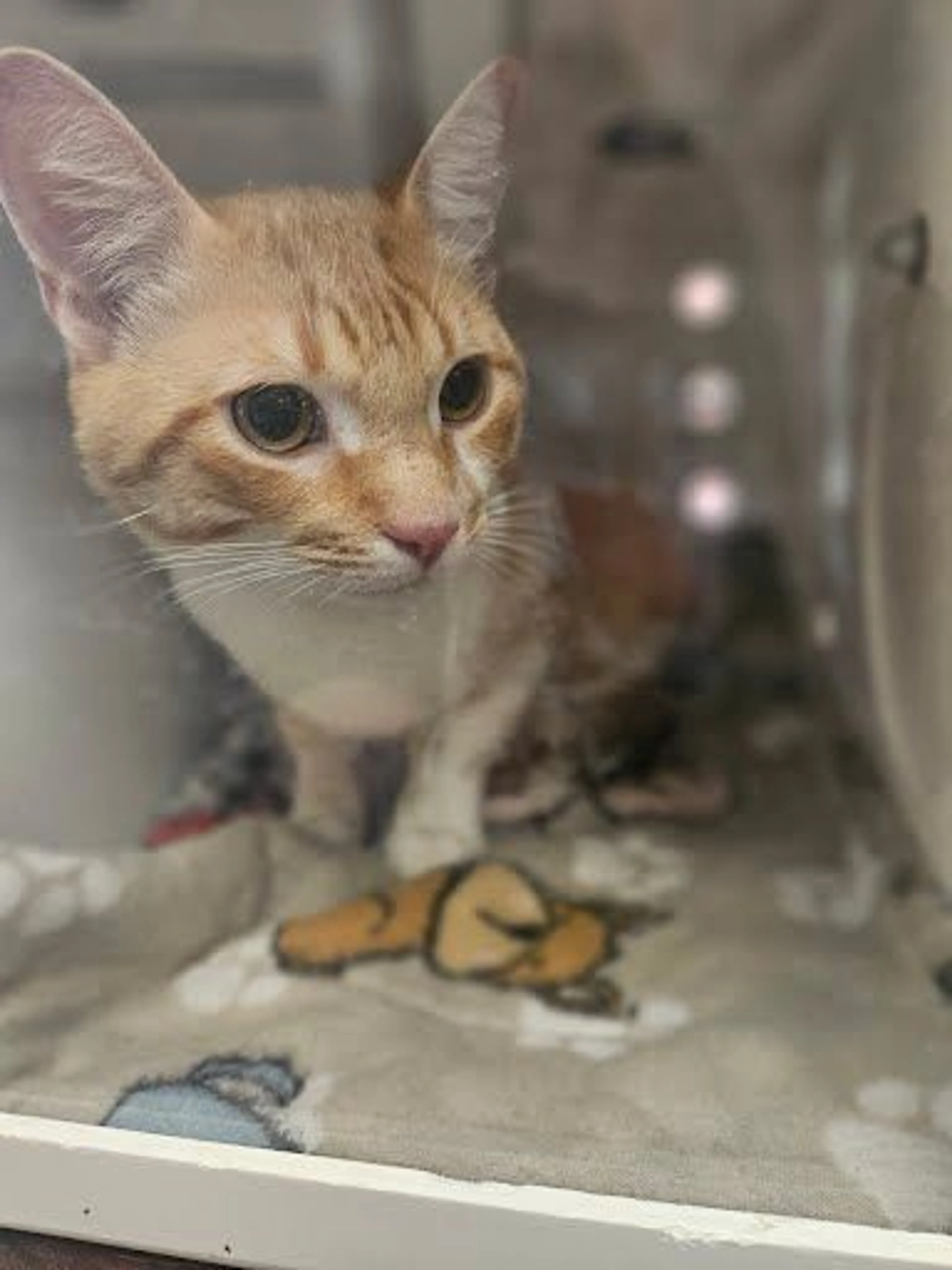 Found pet