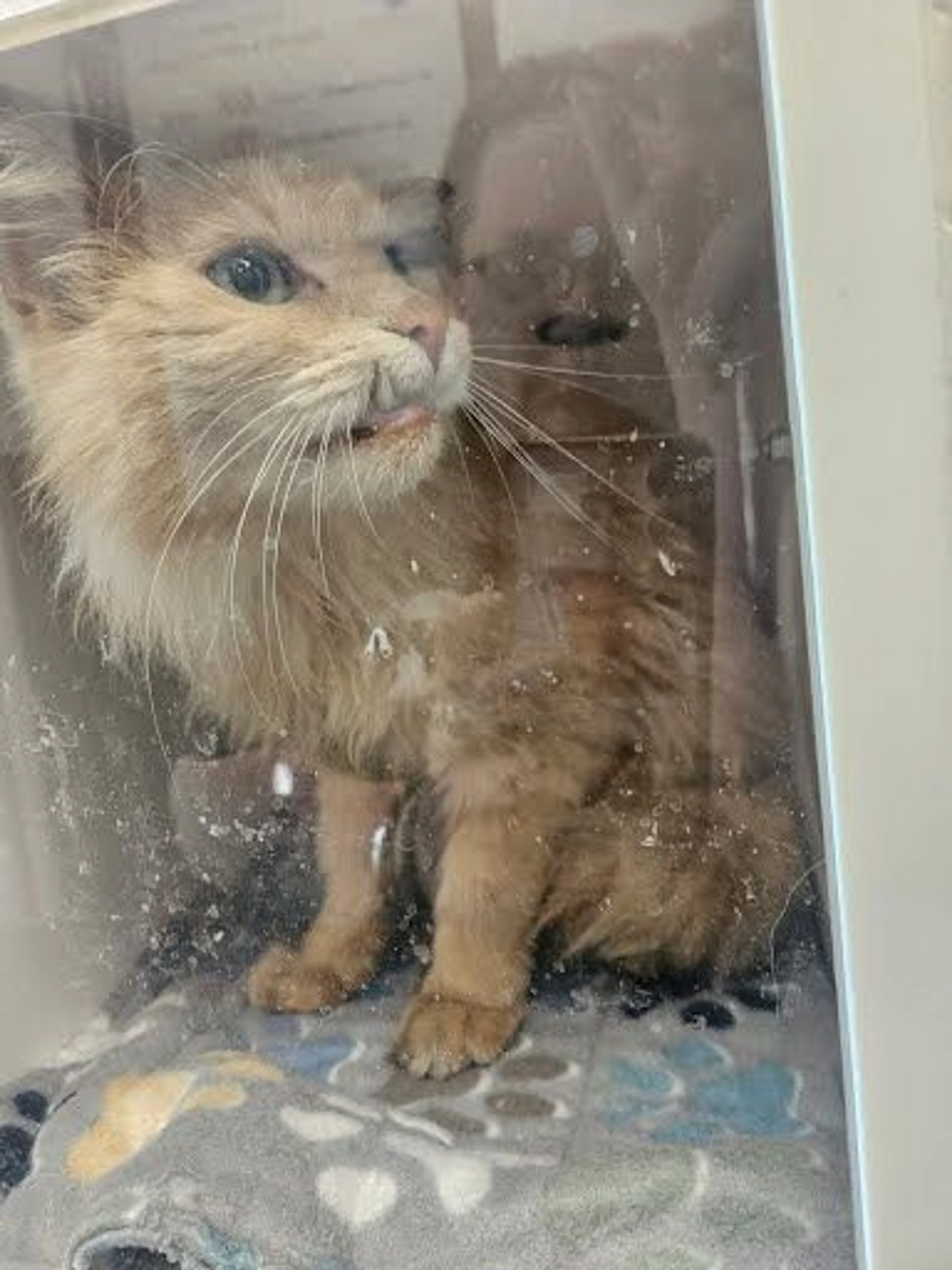 Found pet
