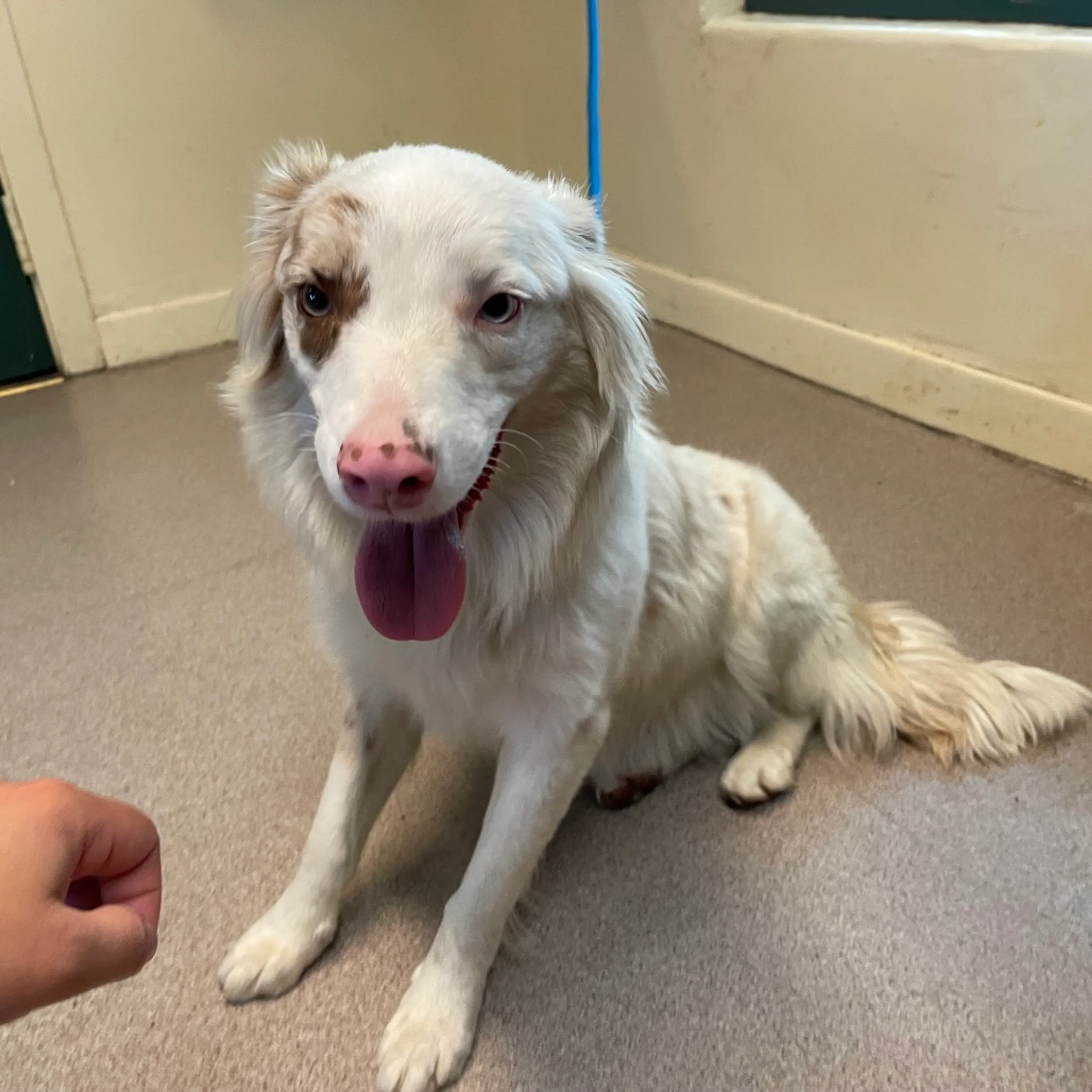 Found pet