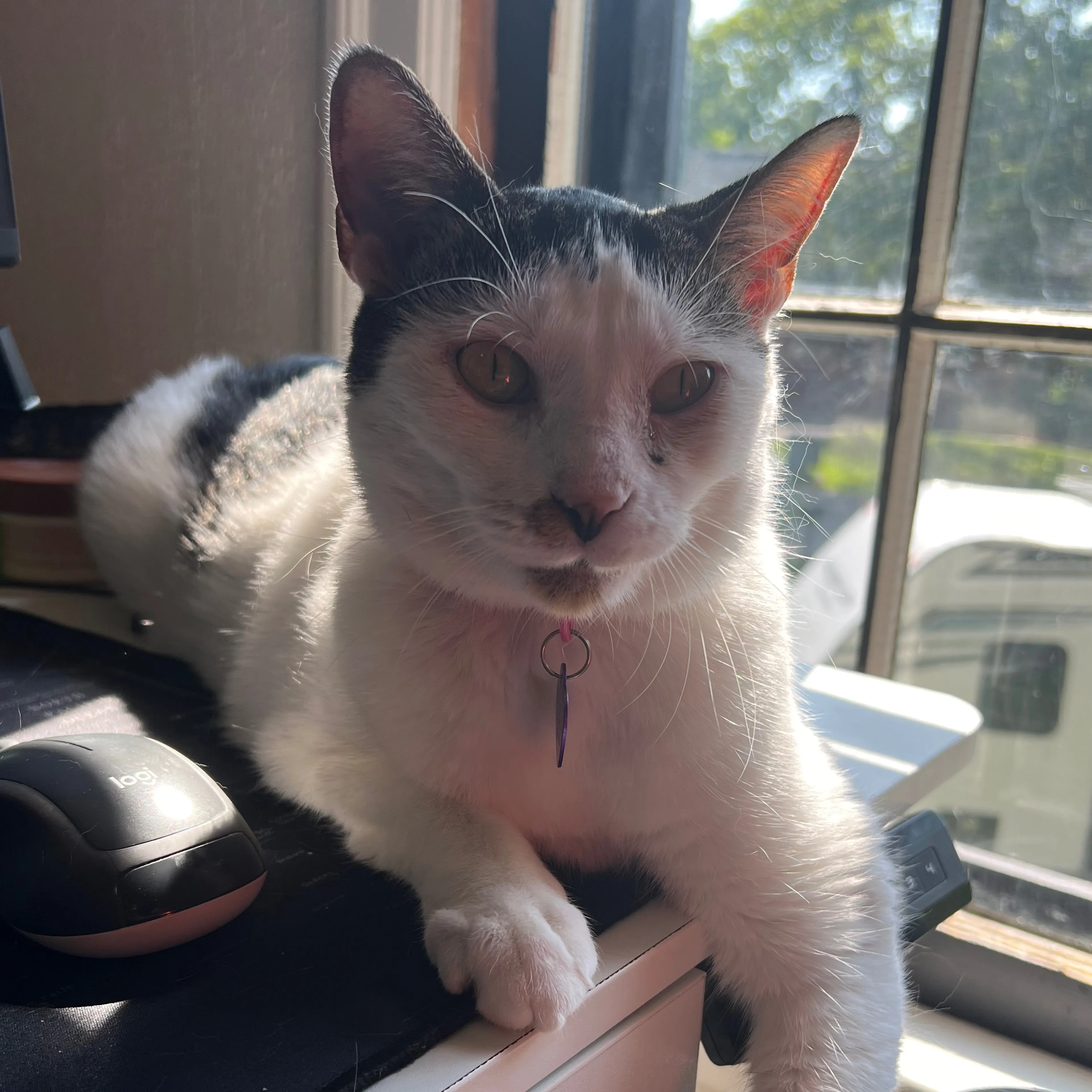 Lost pet-3