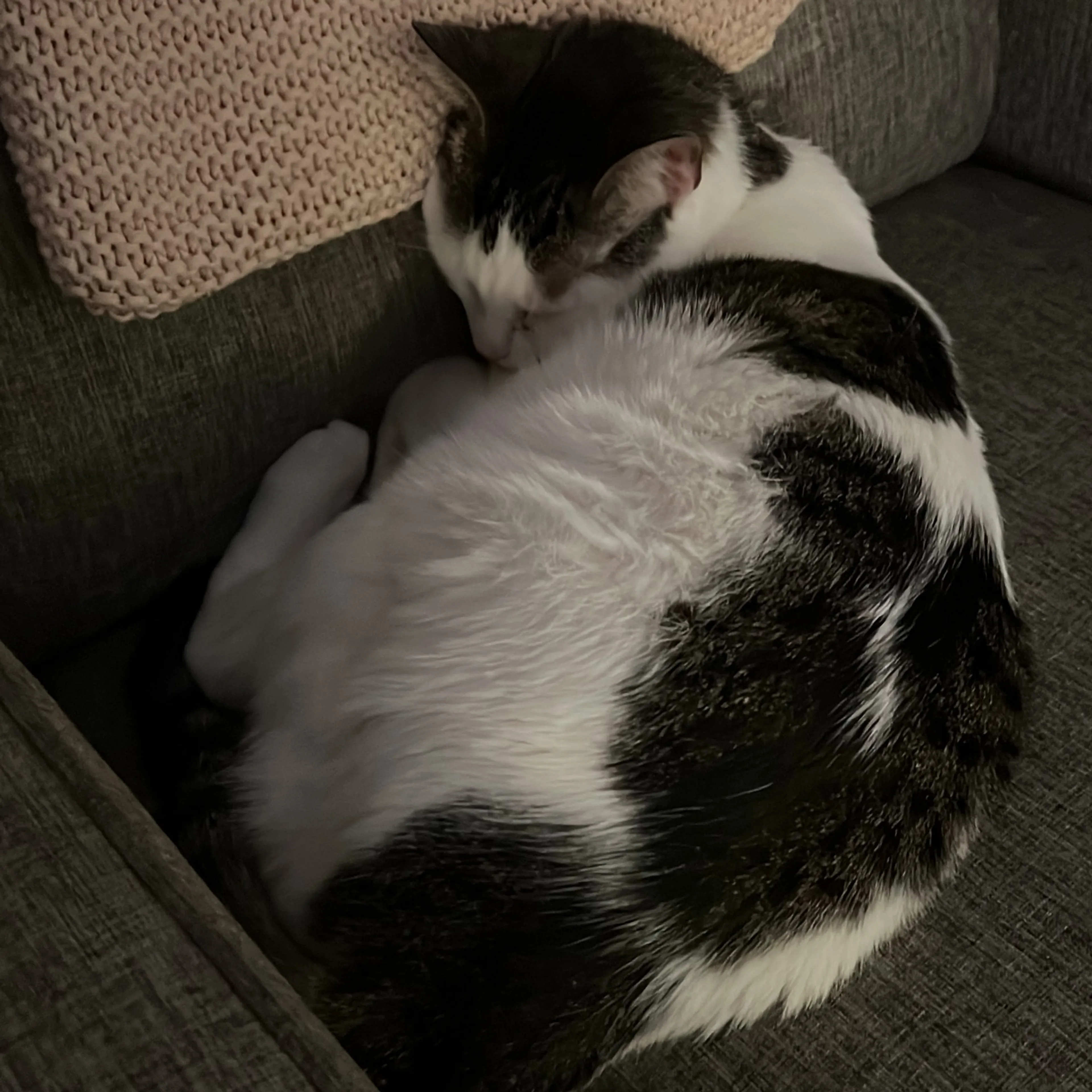 Lost pet-1