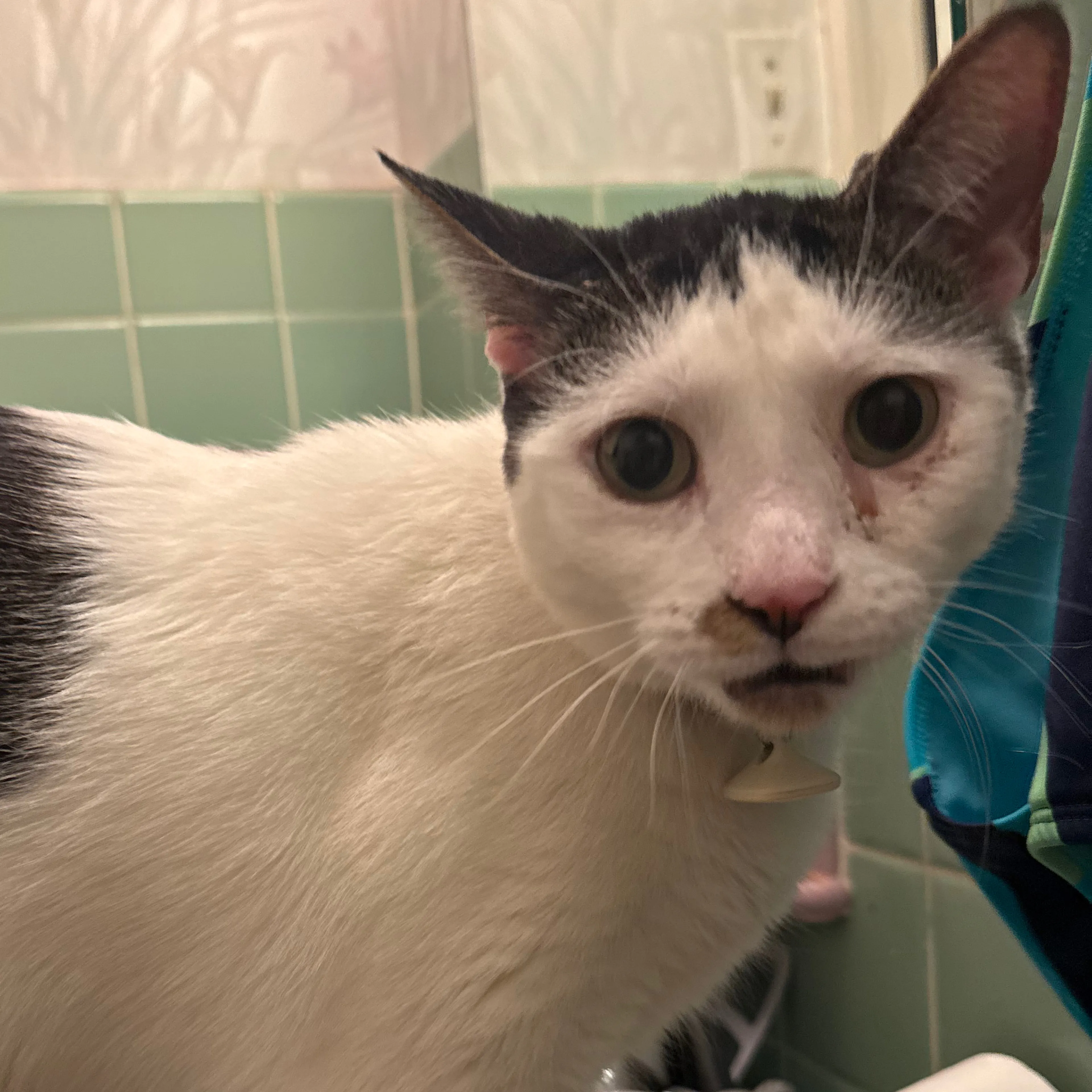 Lost pet-2