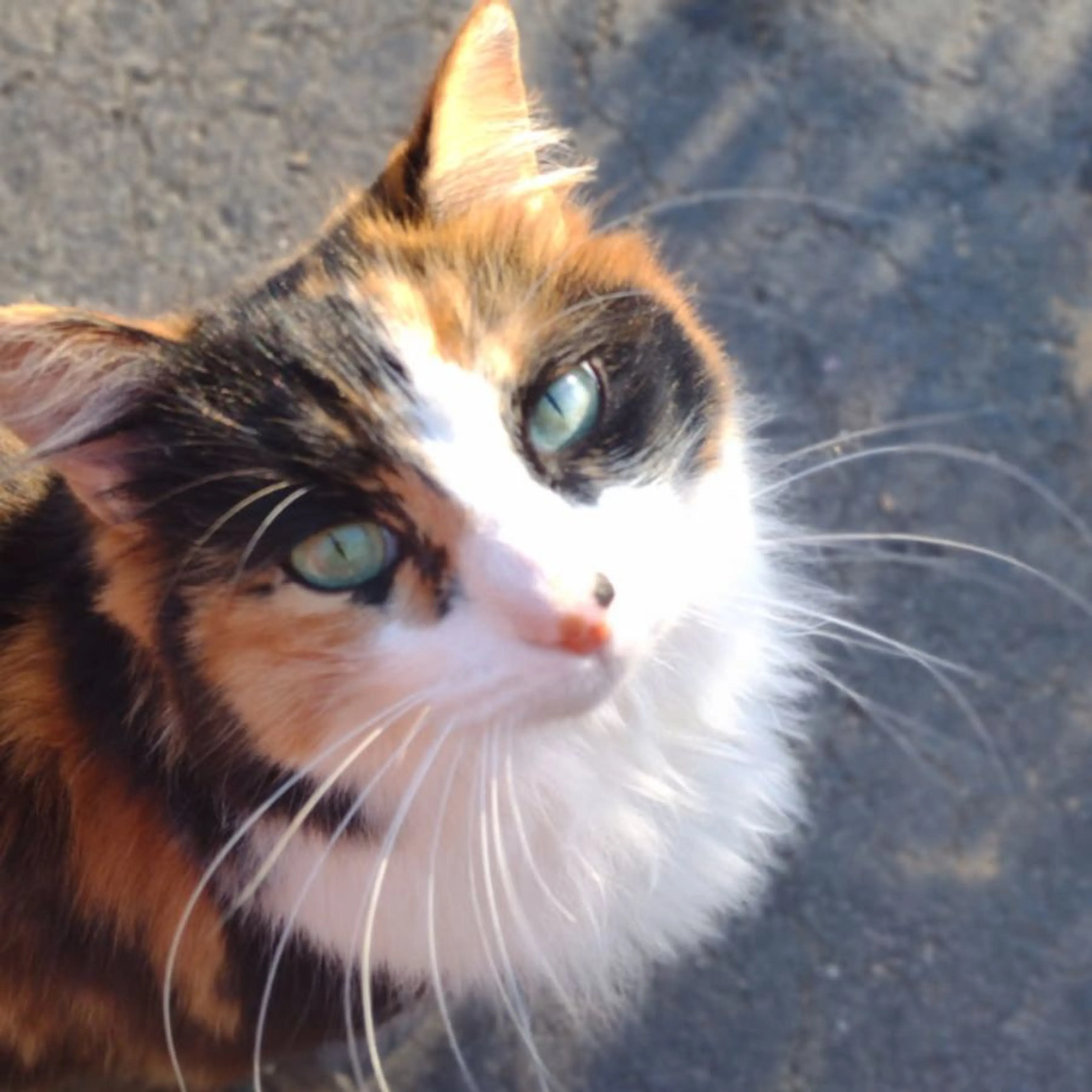 Lost pet