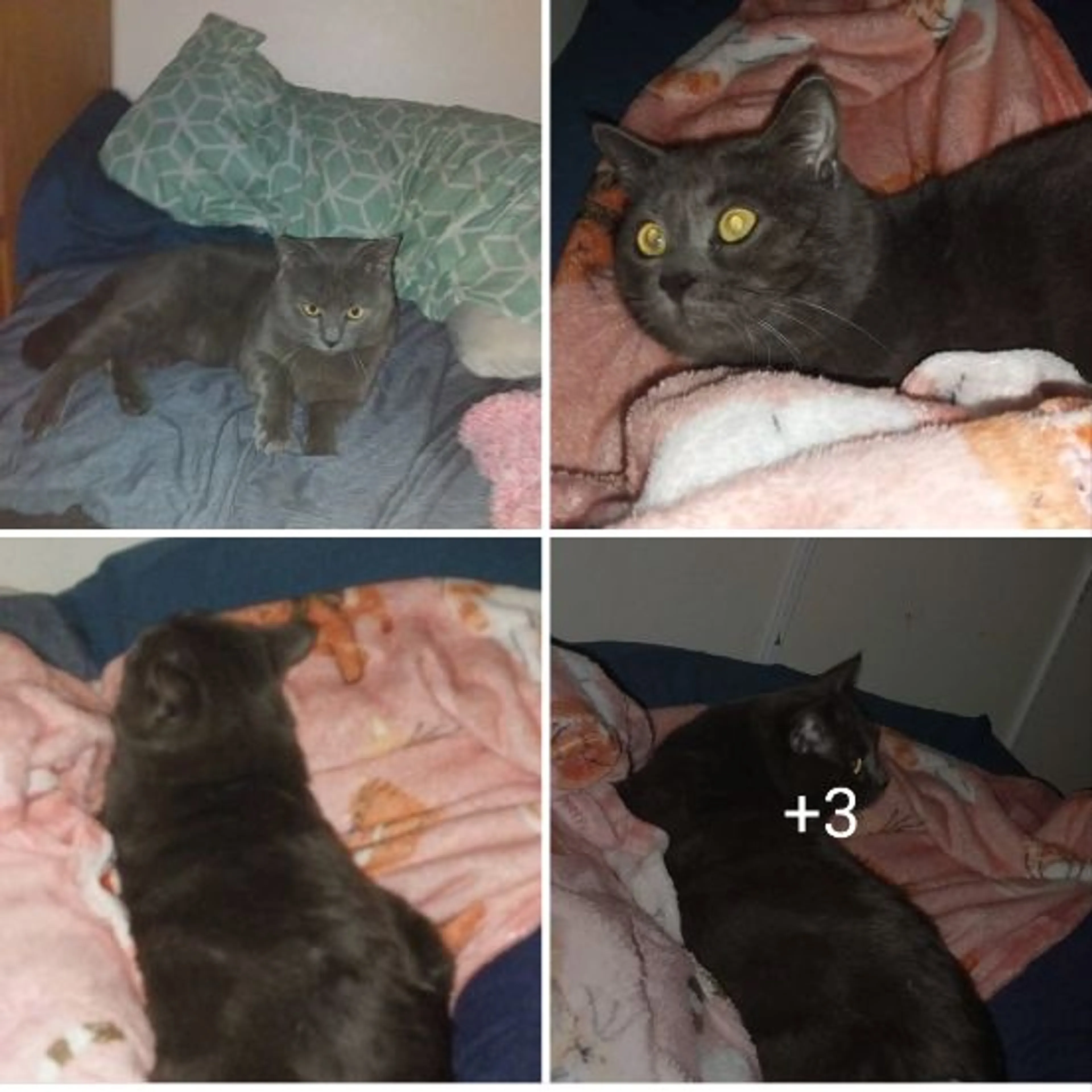 Lost pet