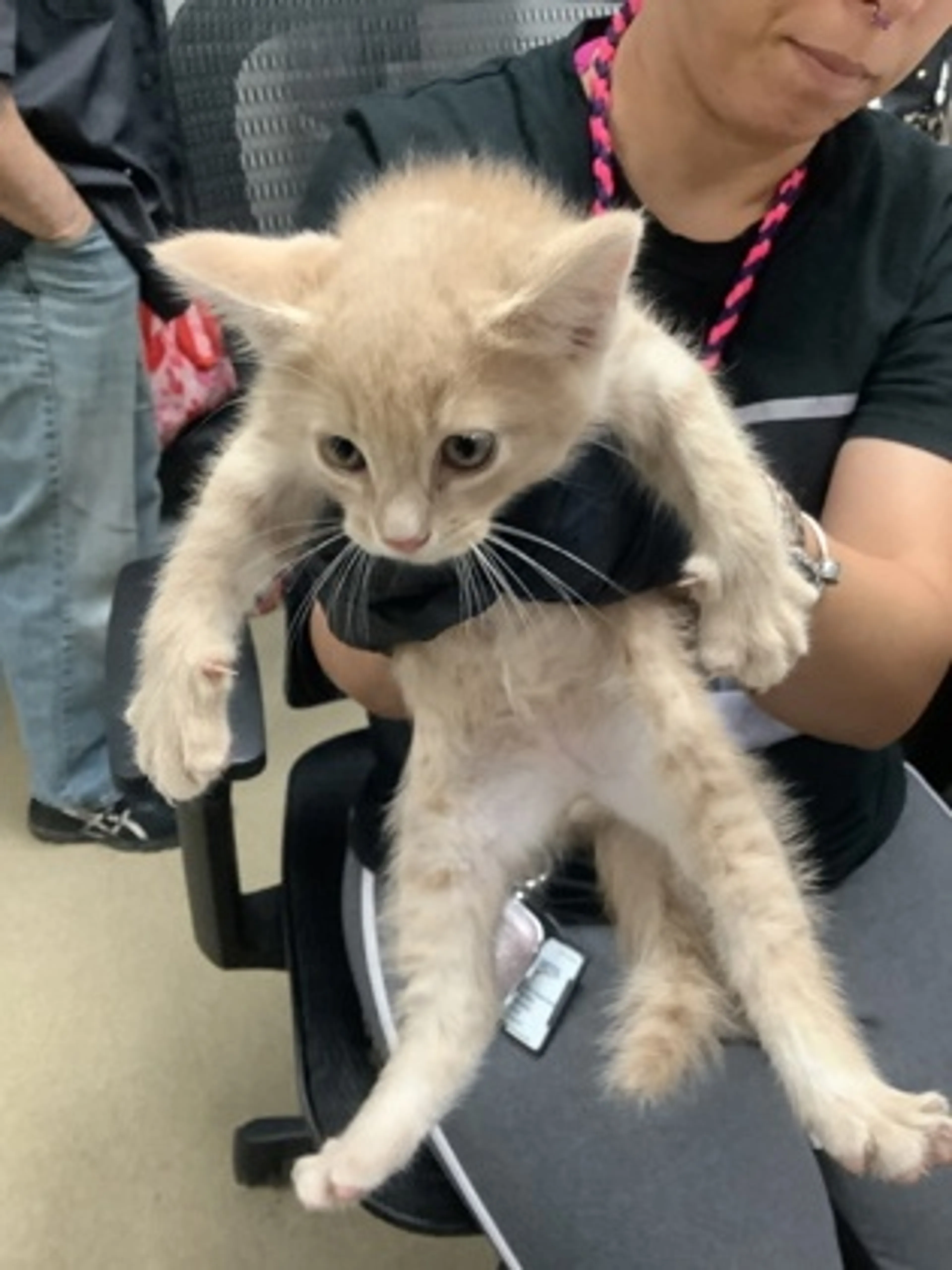 Found pet
