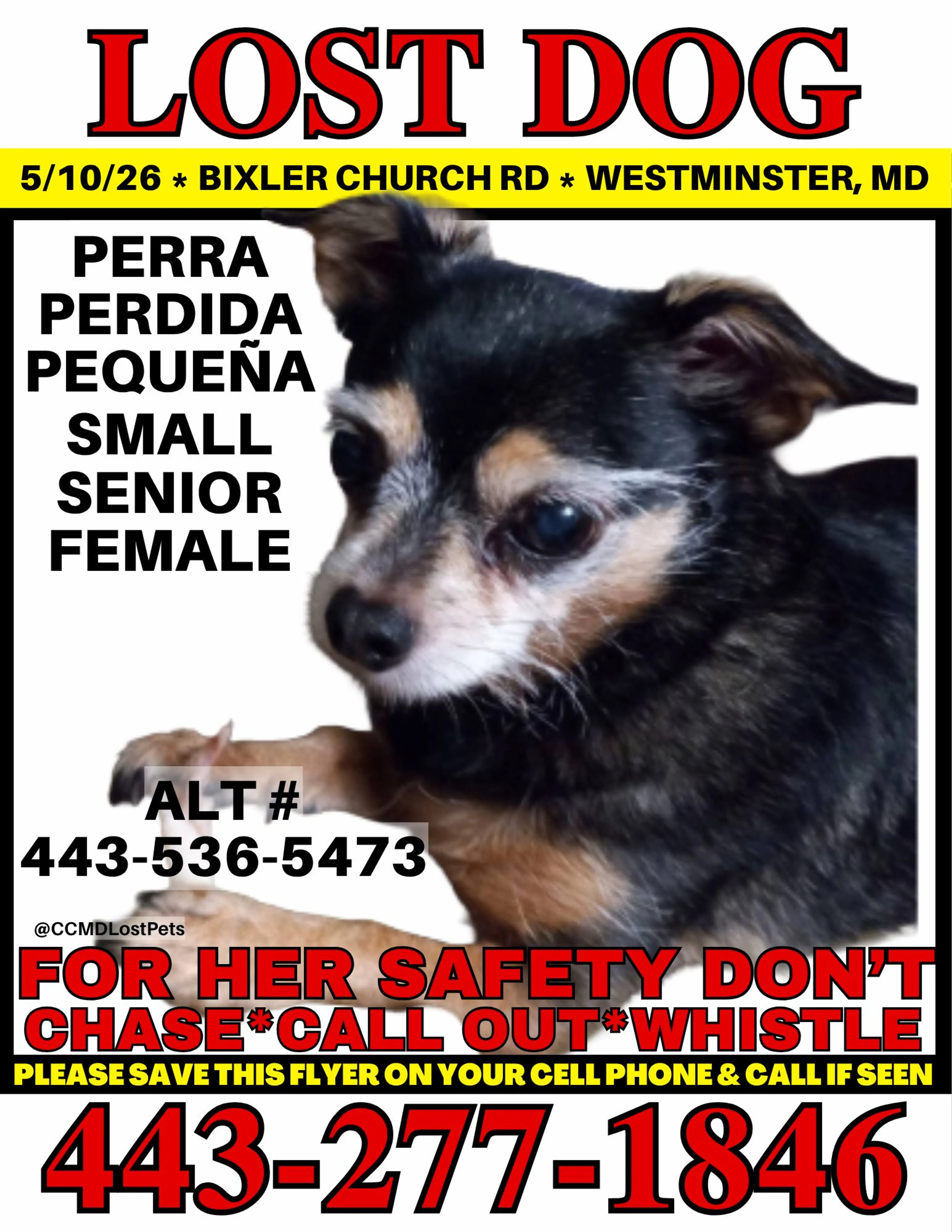 Lost pet-0