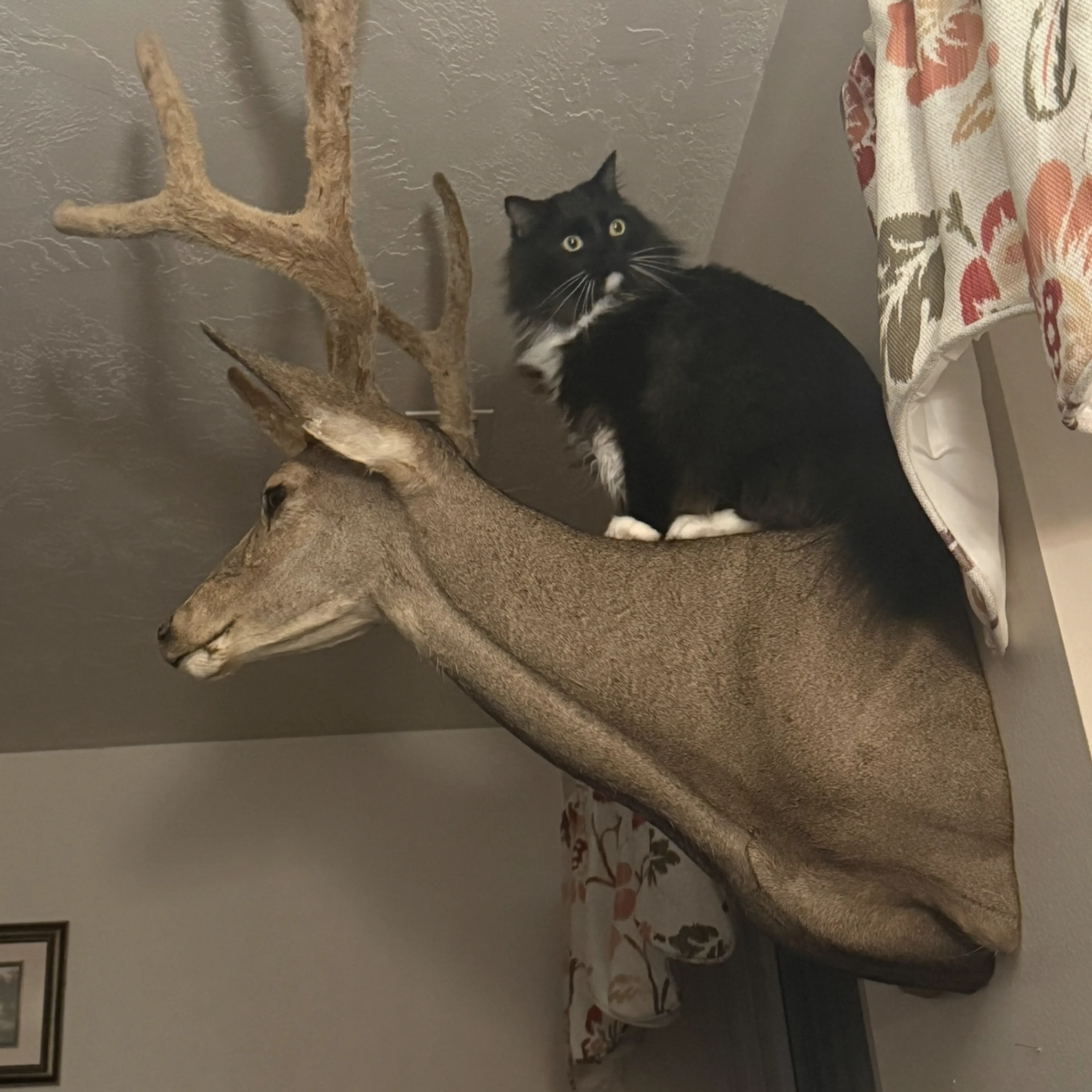 Lost pet-3