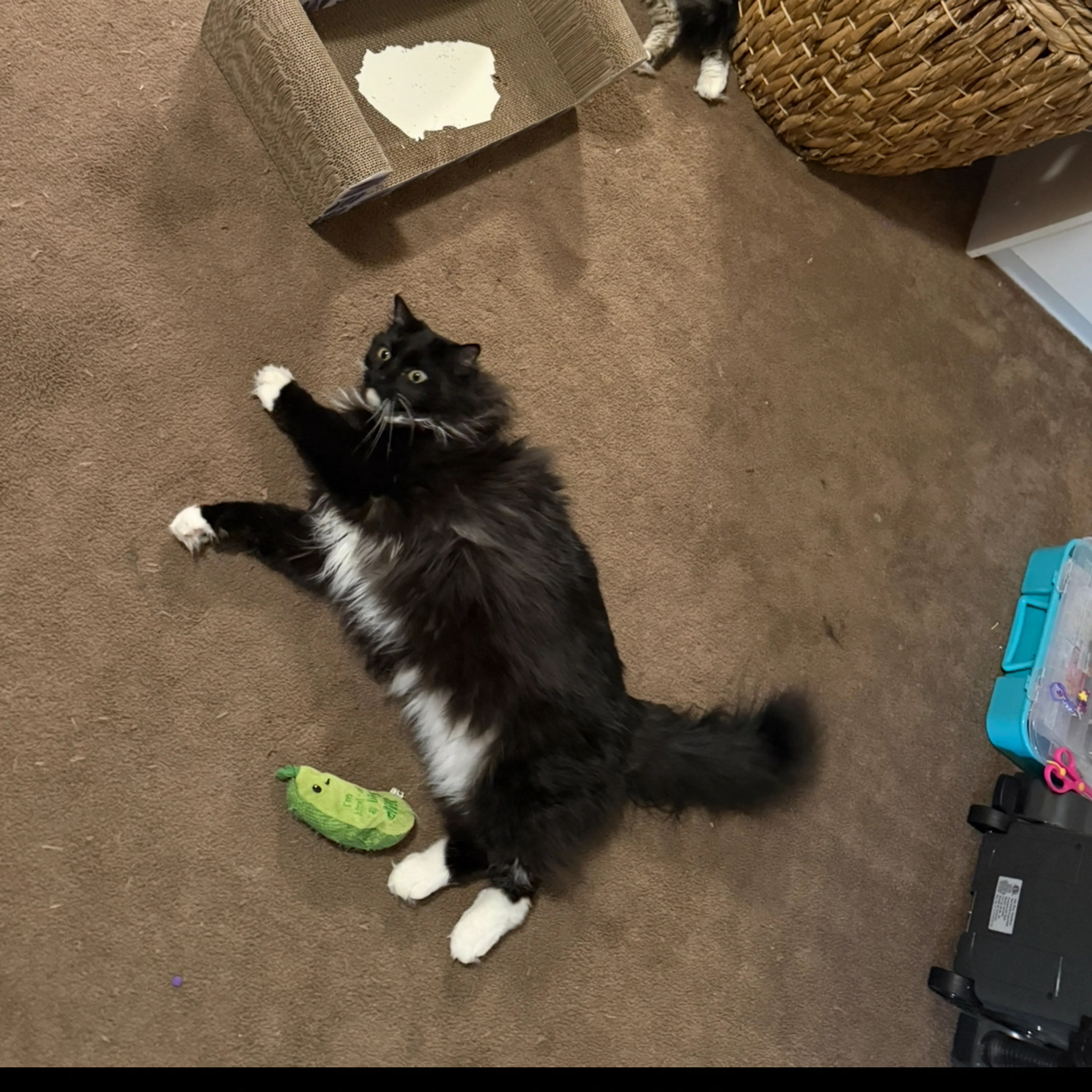 Lost pet-1