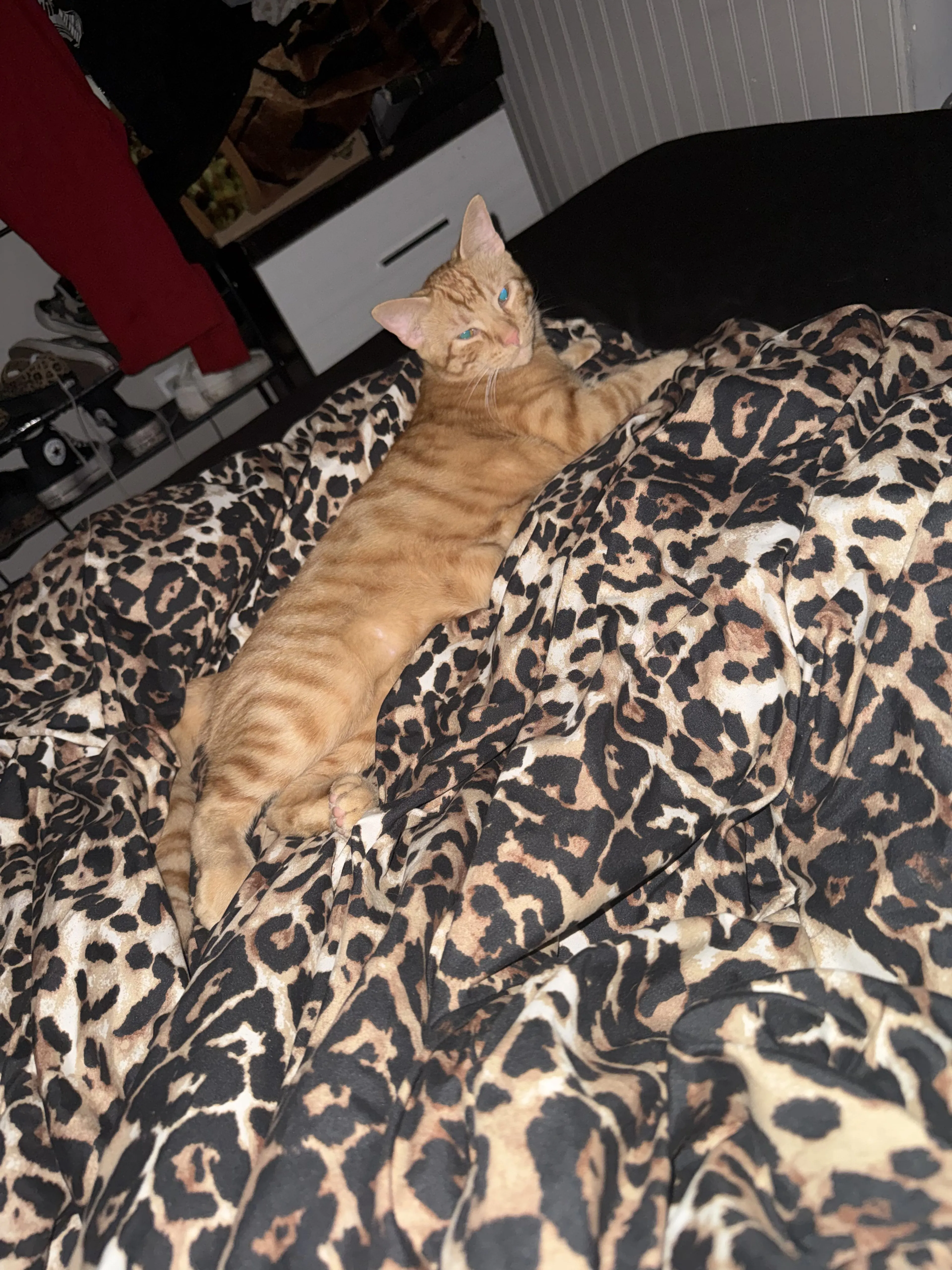 Lost pet