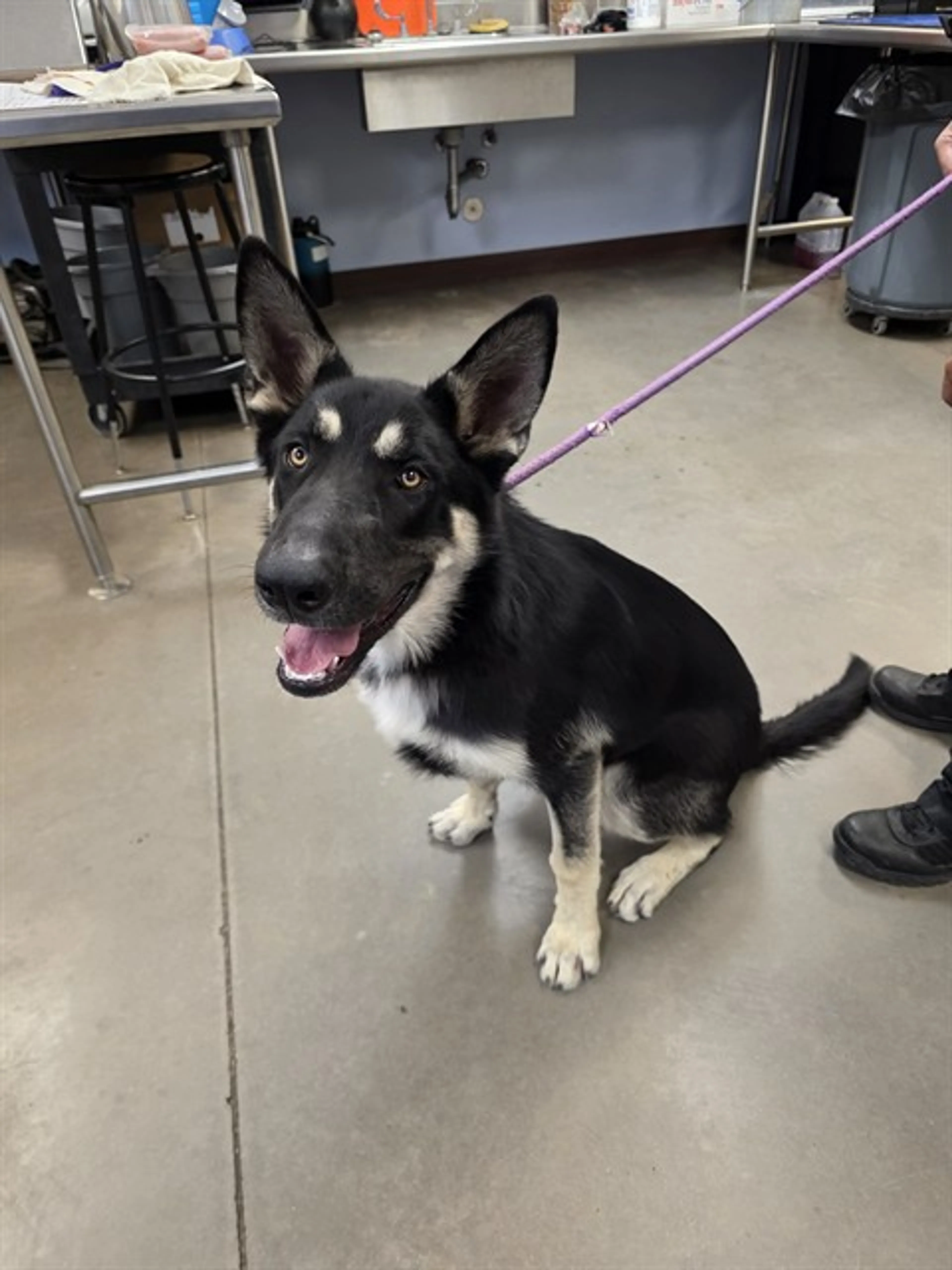 Found pet