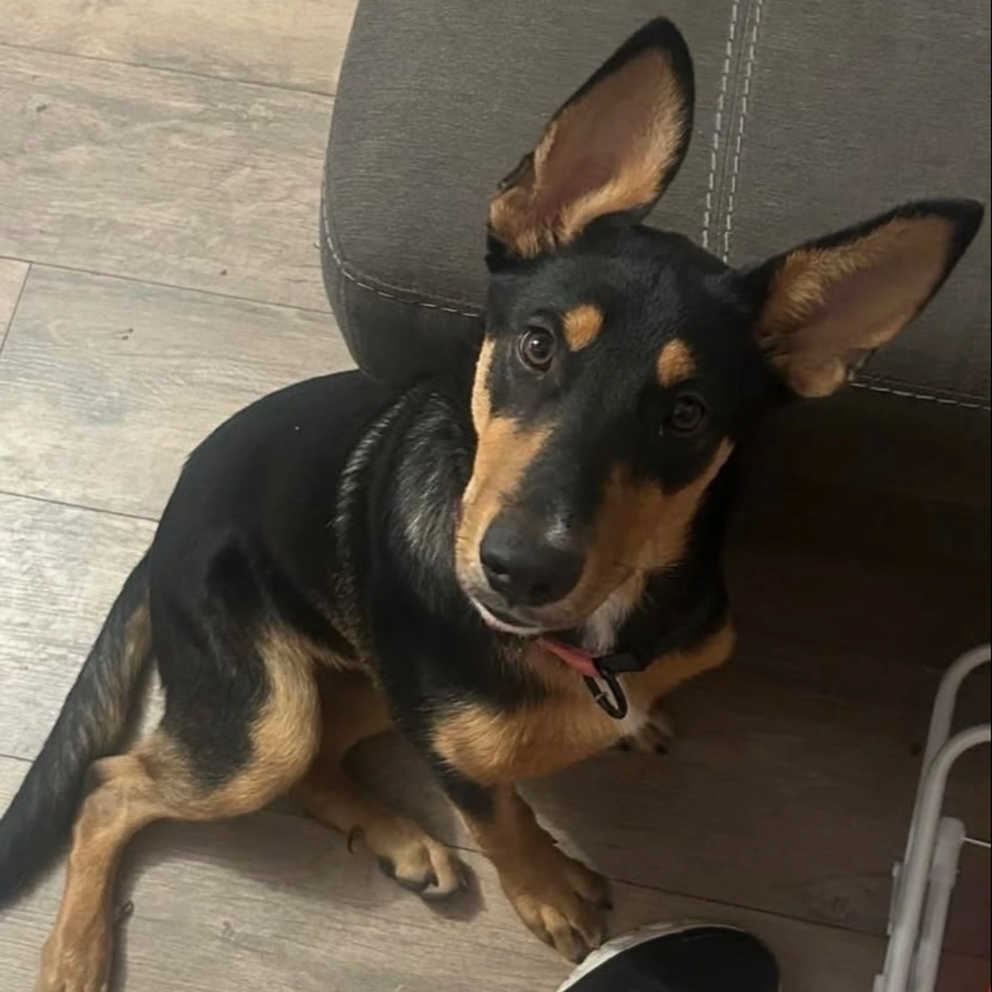 Lost pet-0