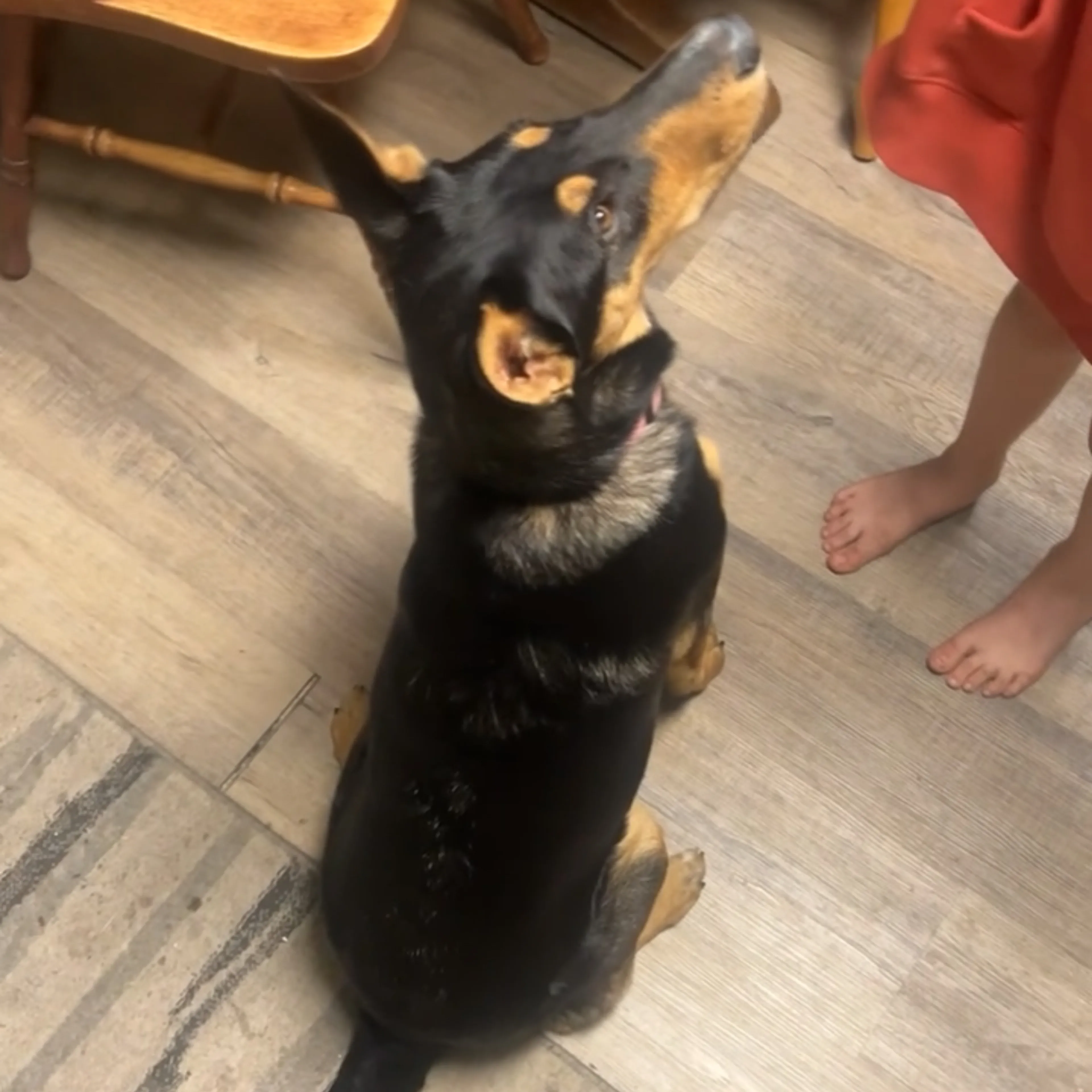 Lost pet-1