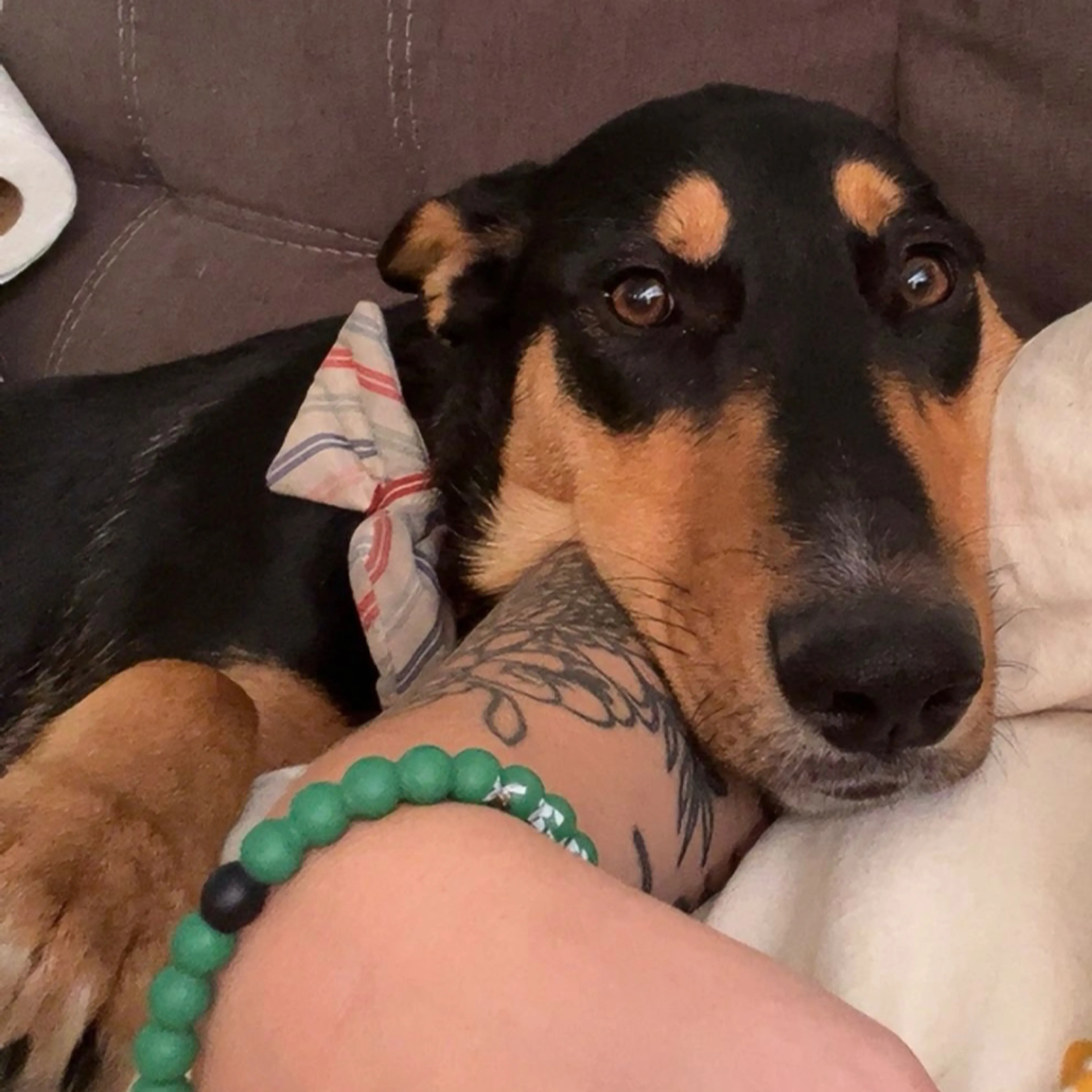 Lost pet-2