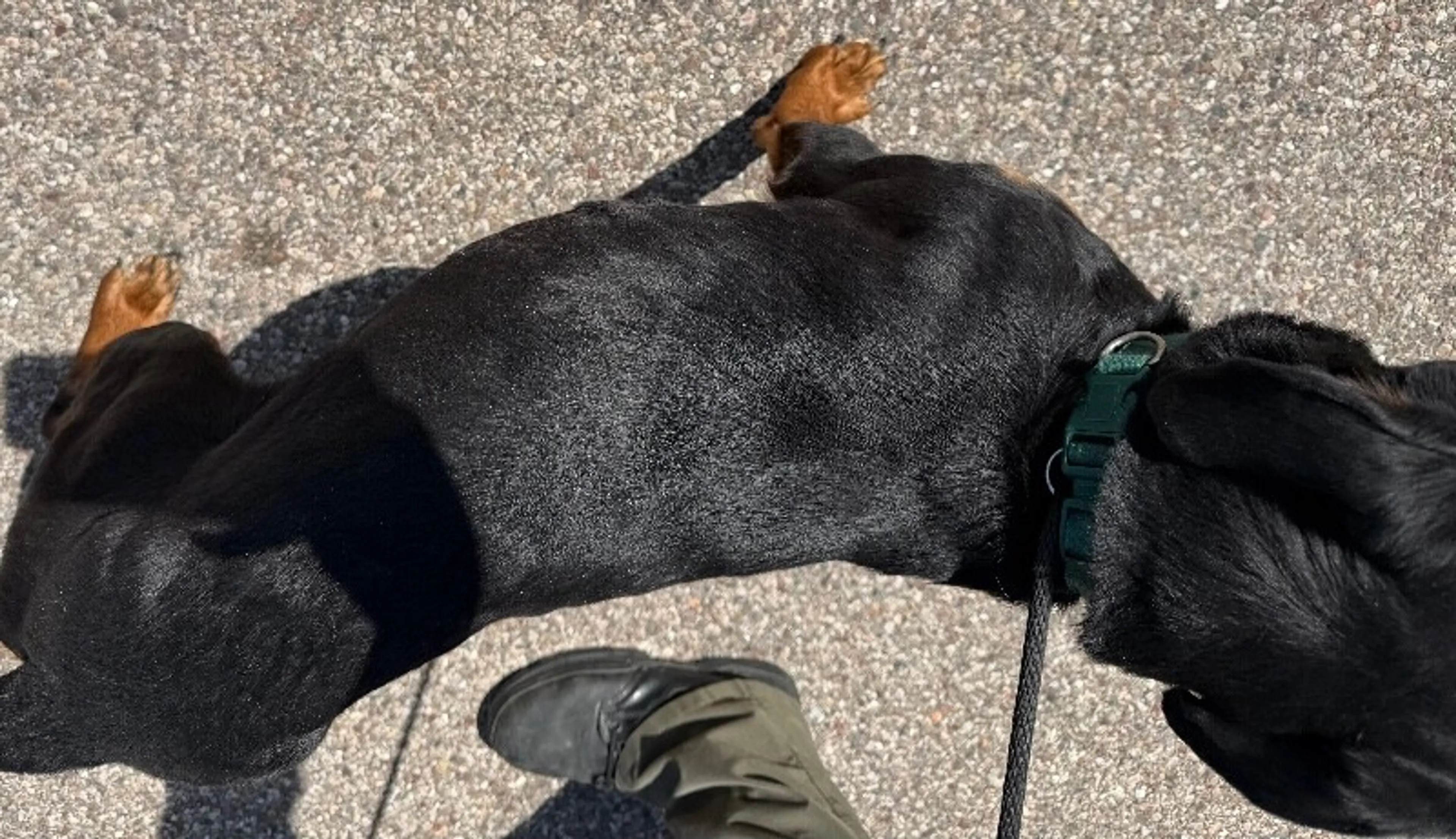 Found pet-2