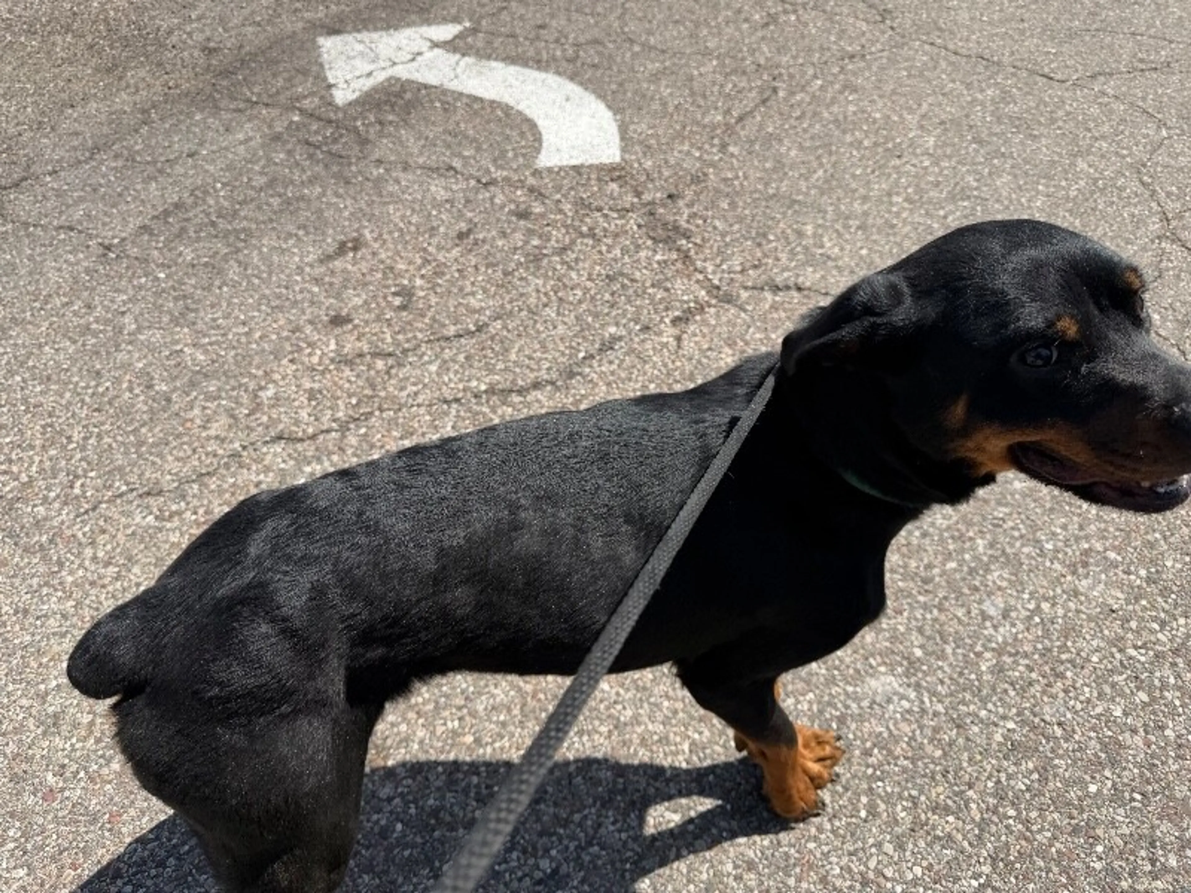 Found pet-3