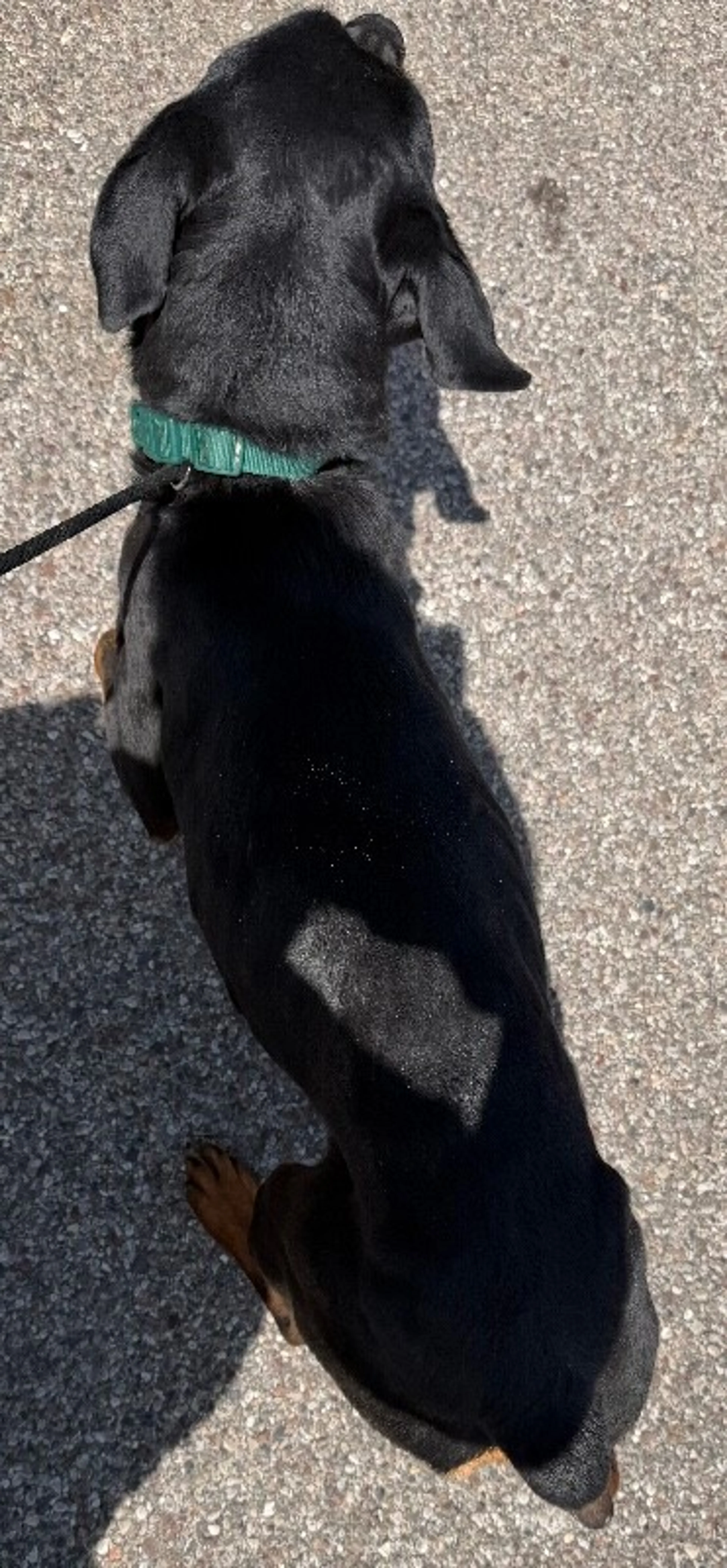 Found pet-1