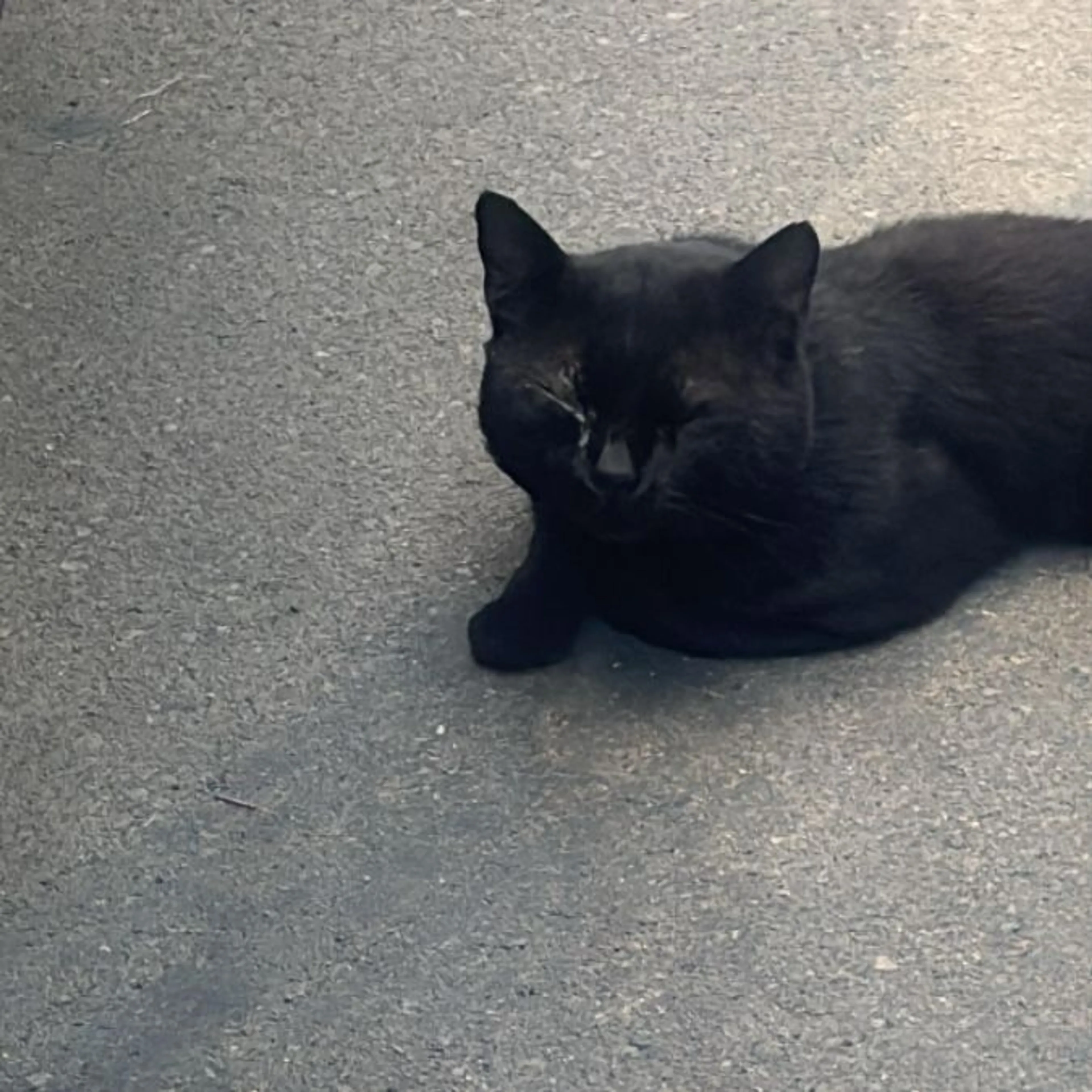 Lost pet