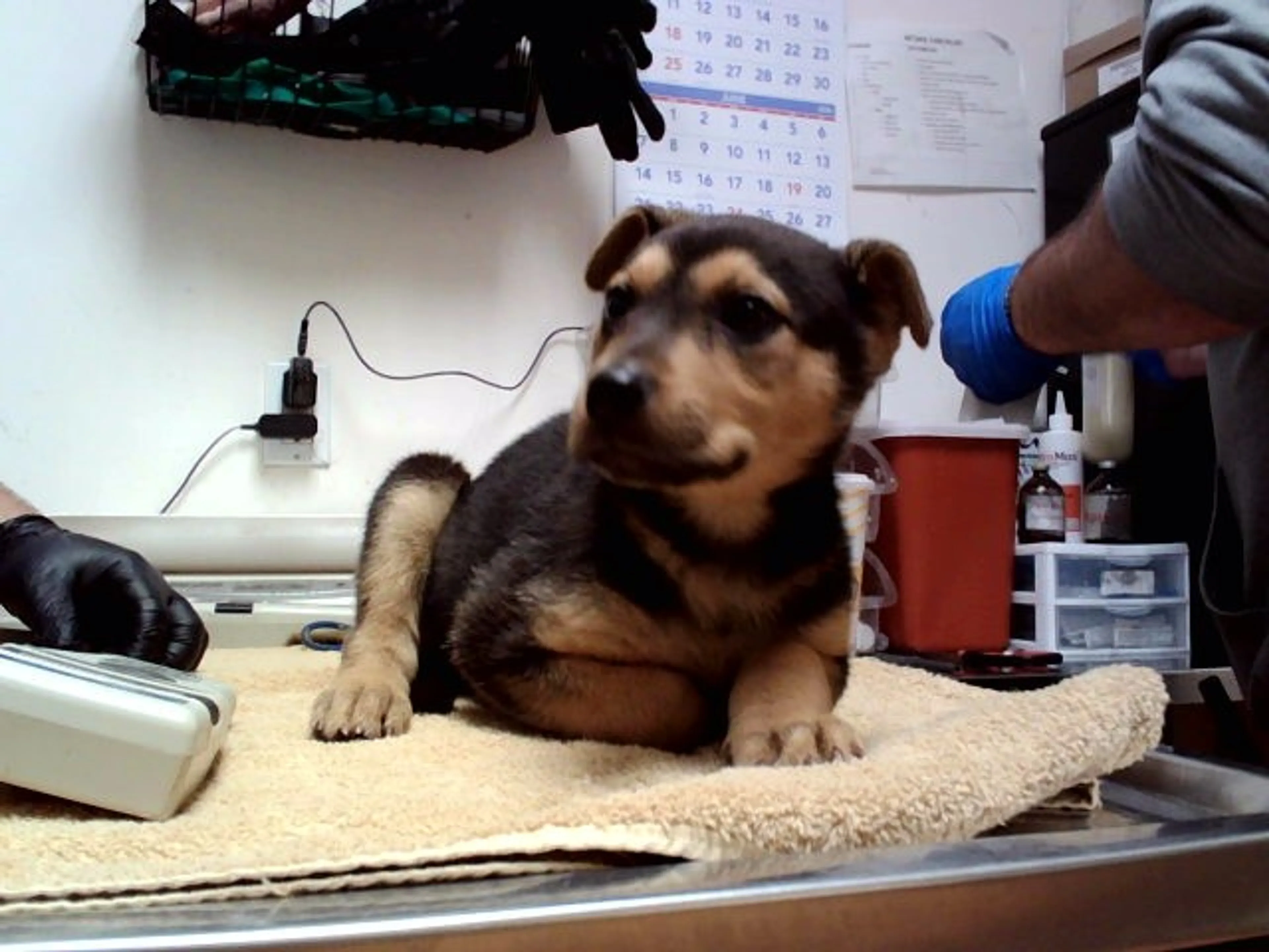 Found pet