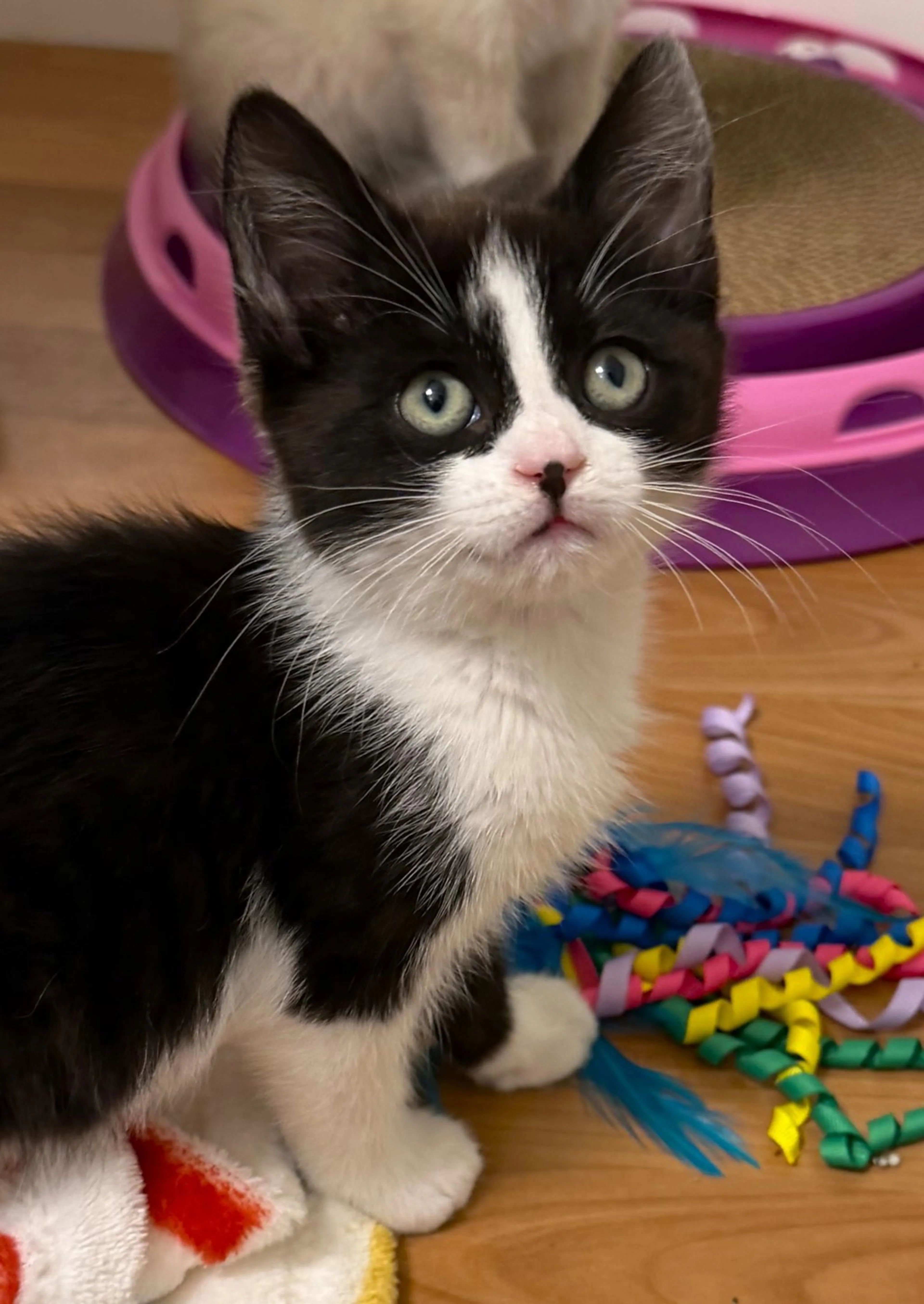 Found pet