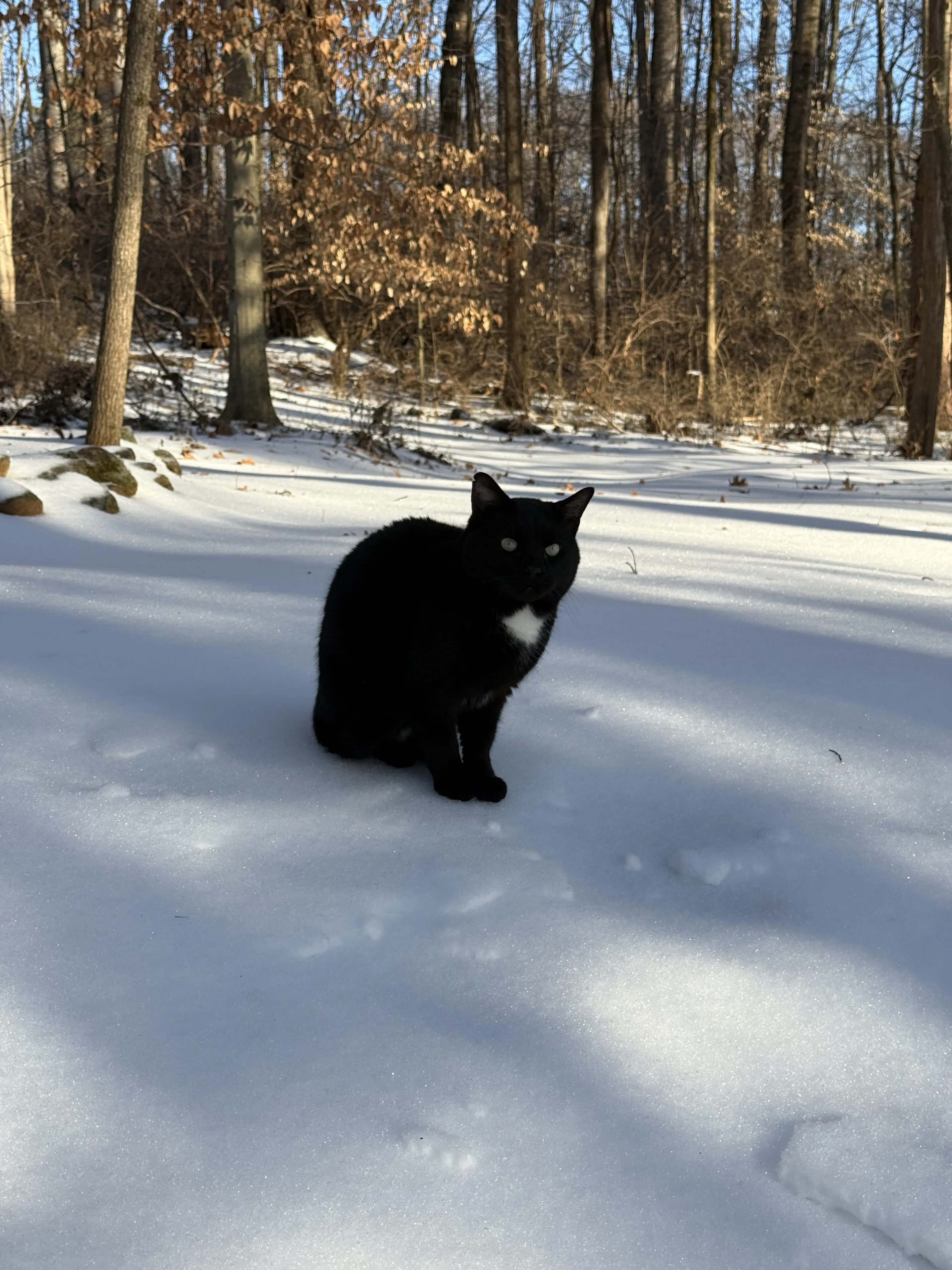 Lost pet