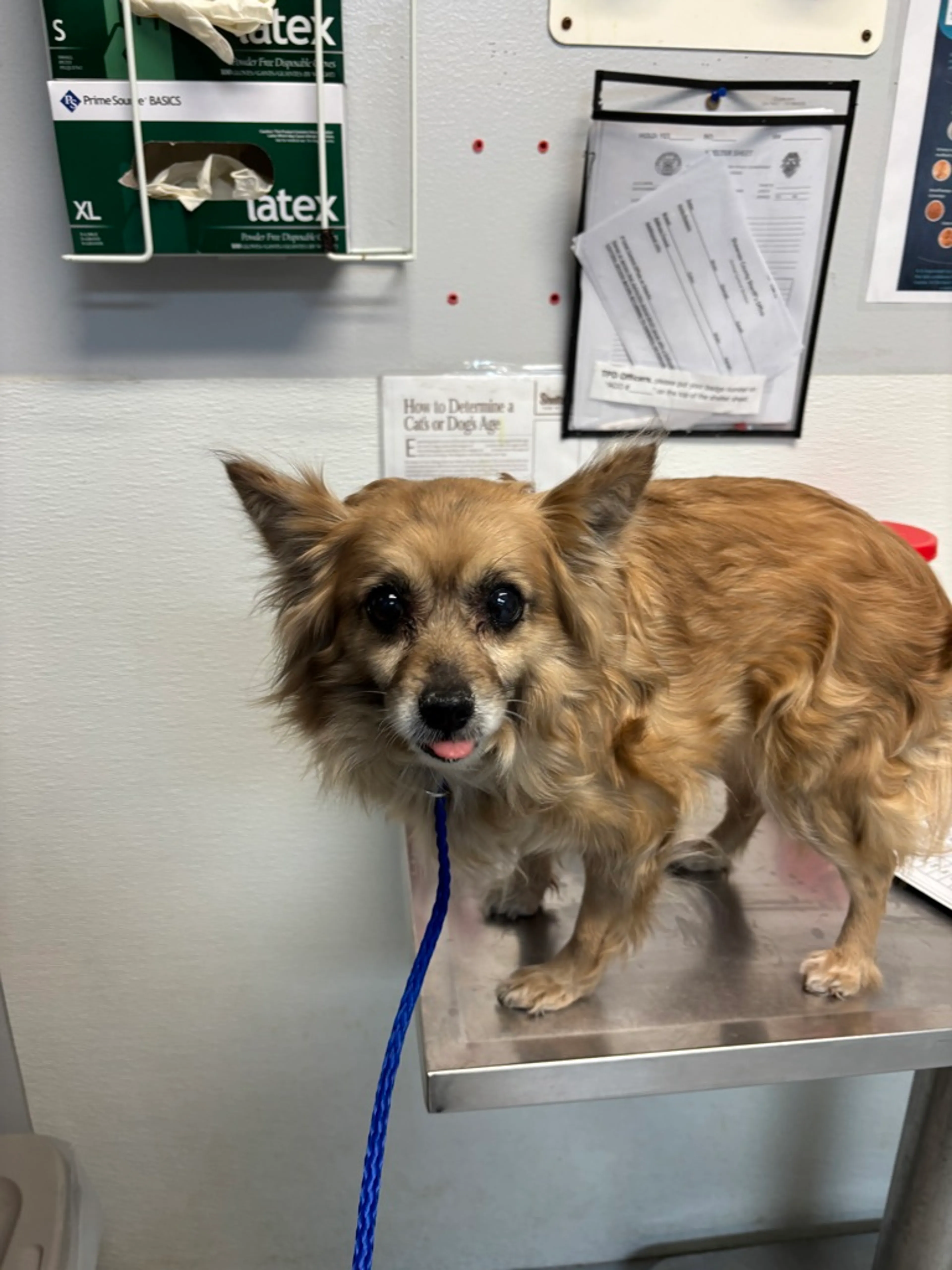 Found pet