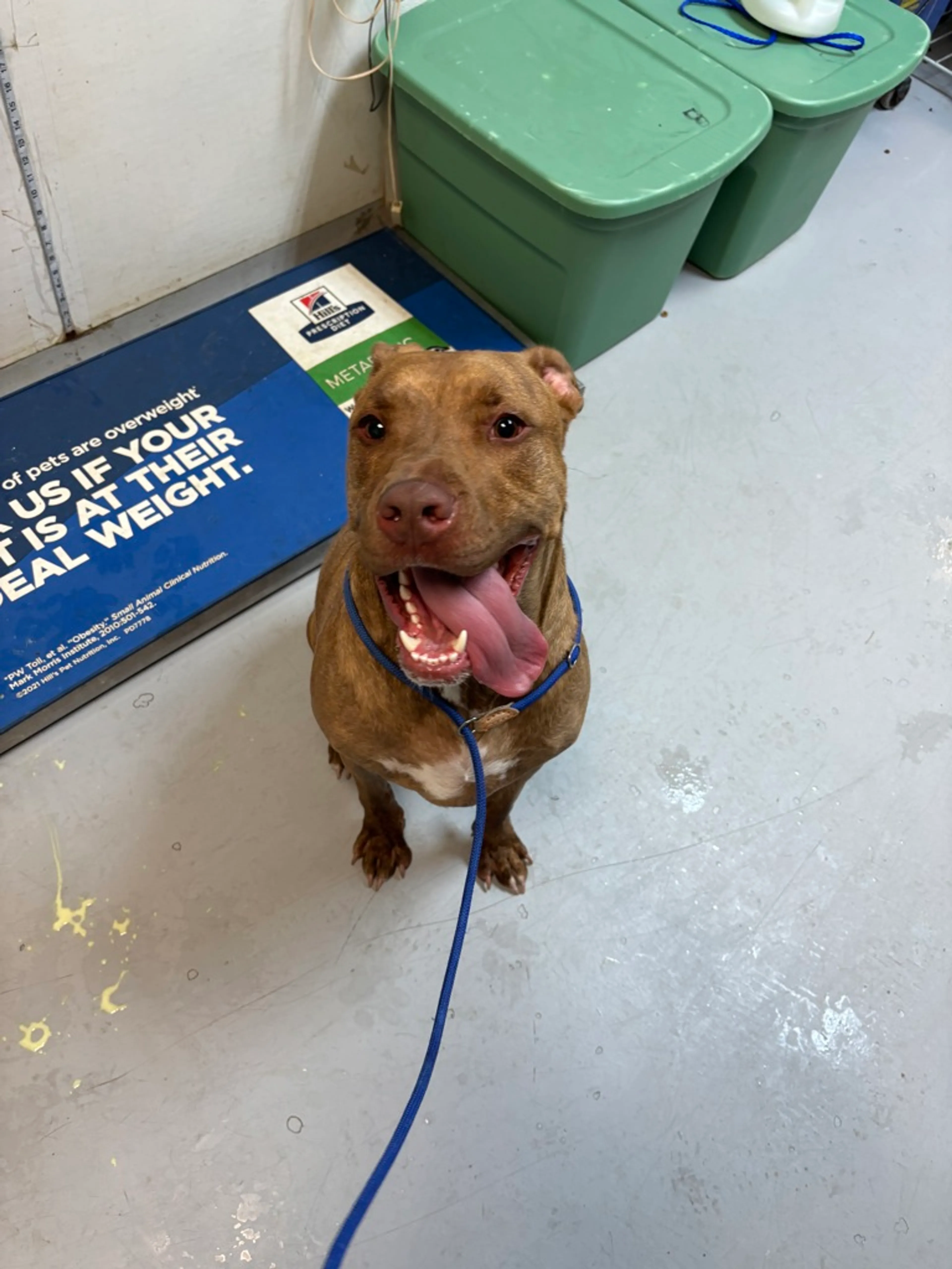 Found pet-1