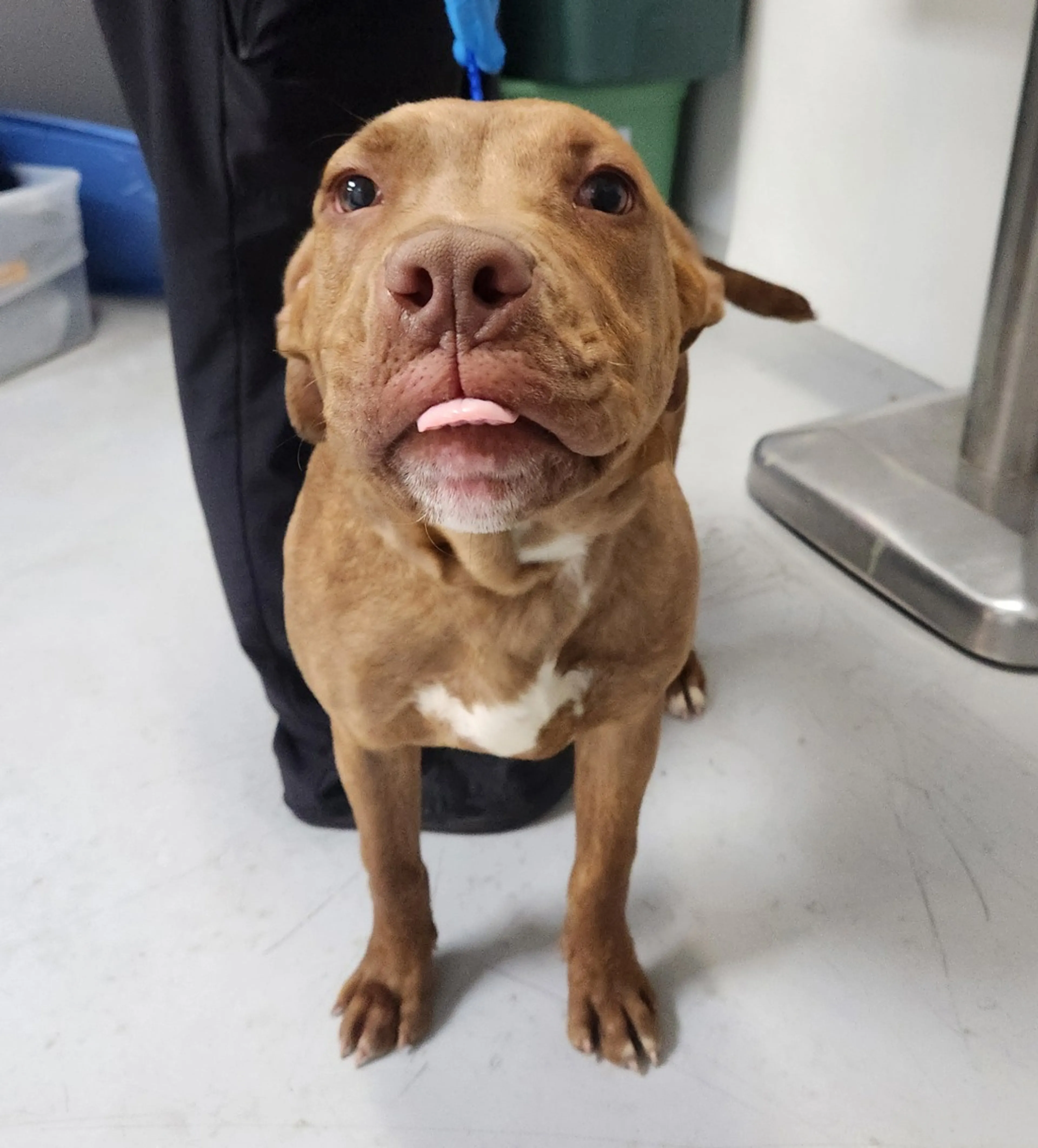 Found pet-2