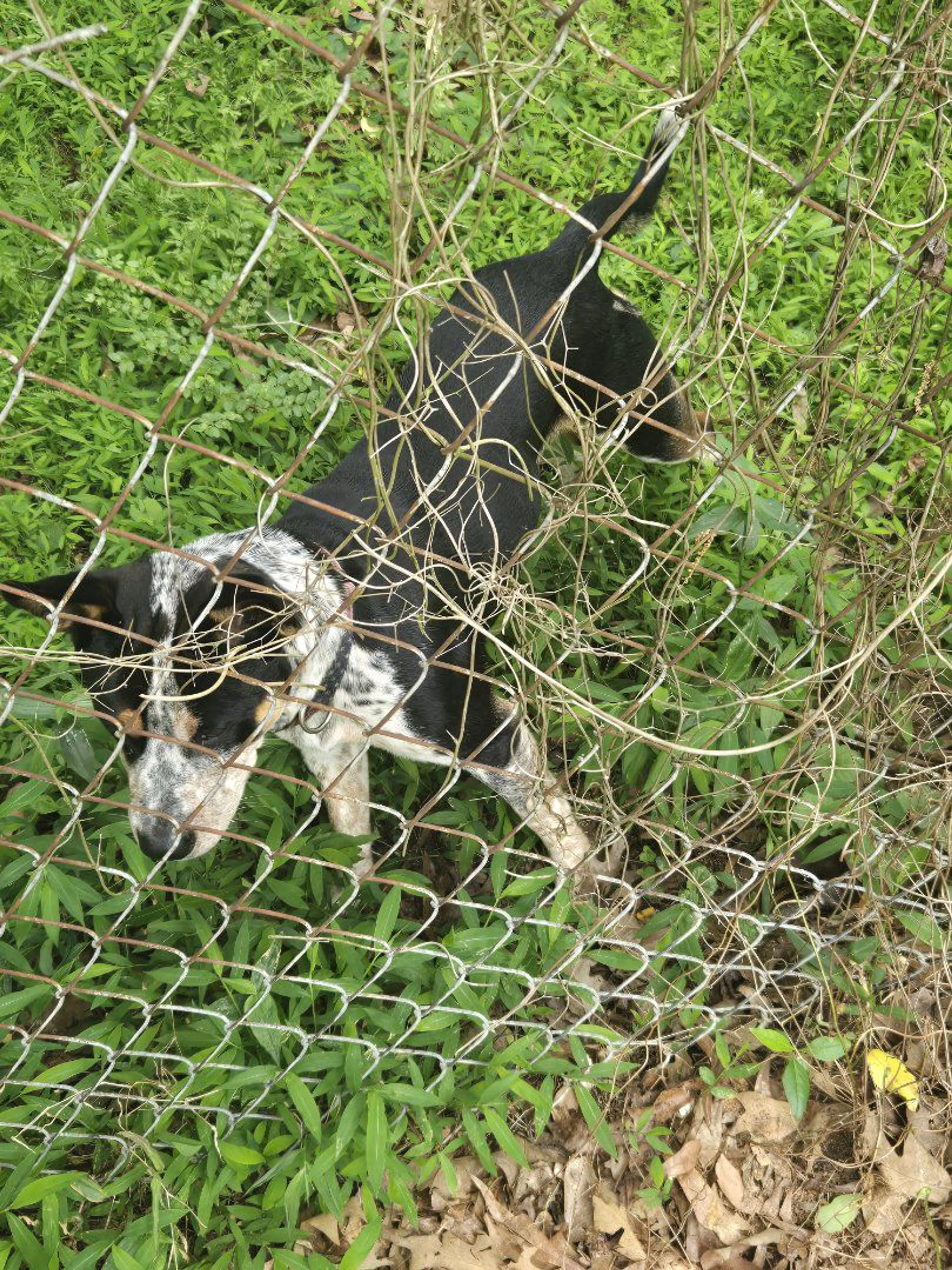 Lost pet-2