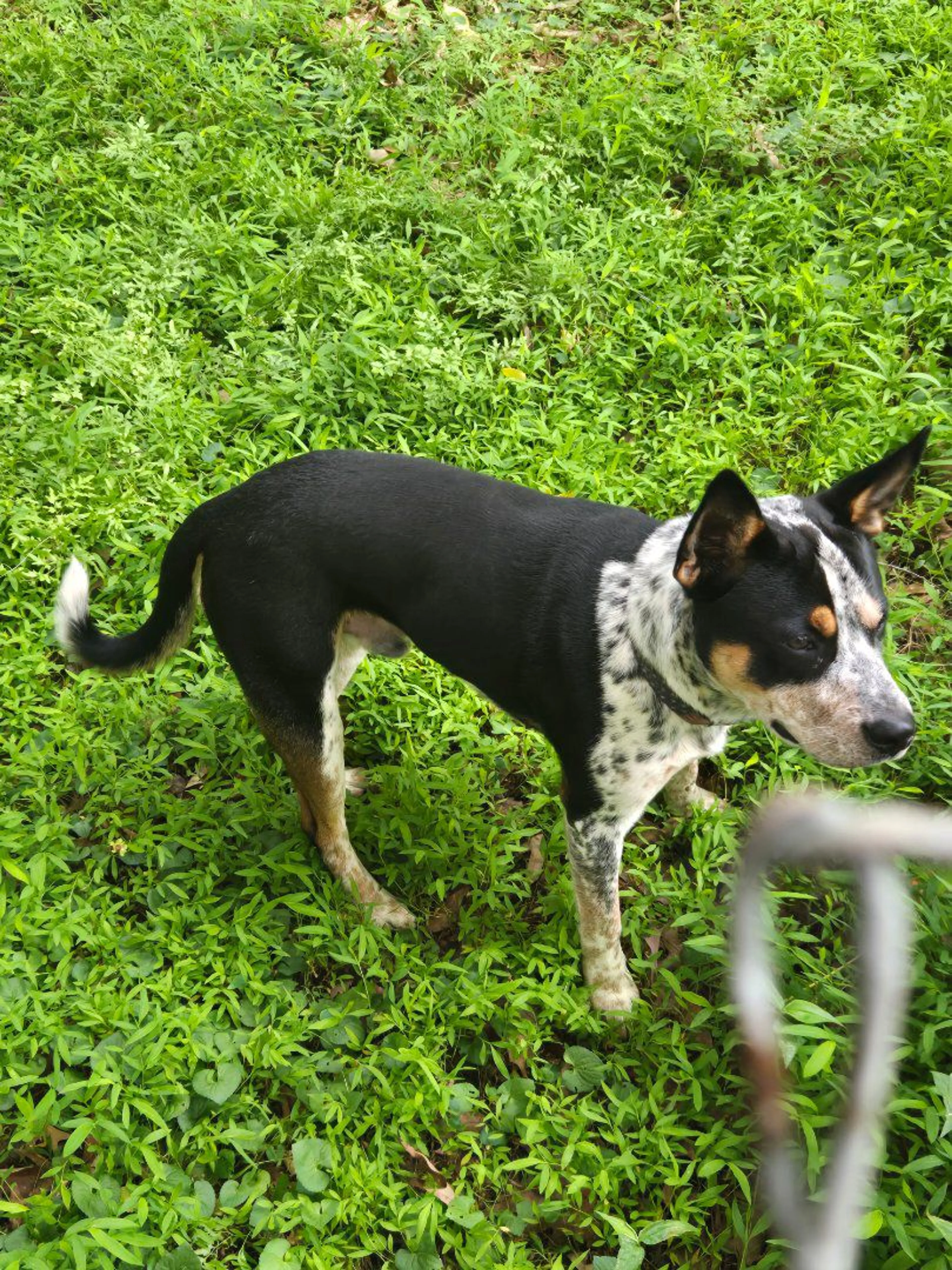 Lost pet-0