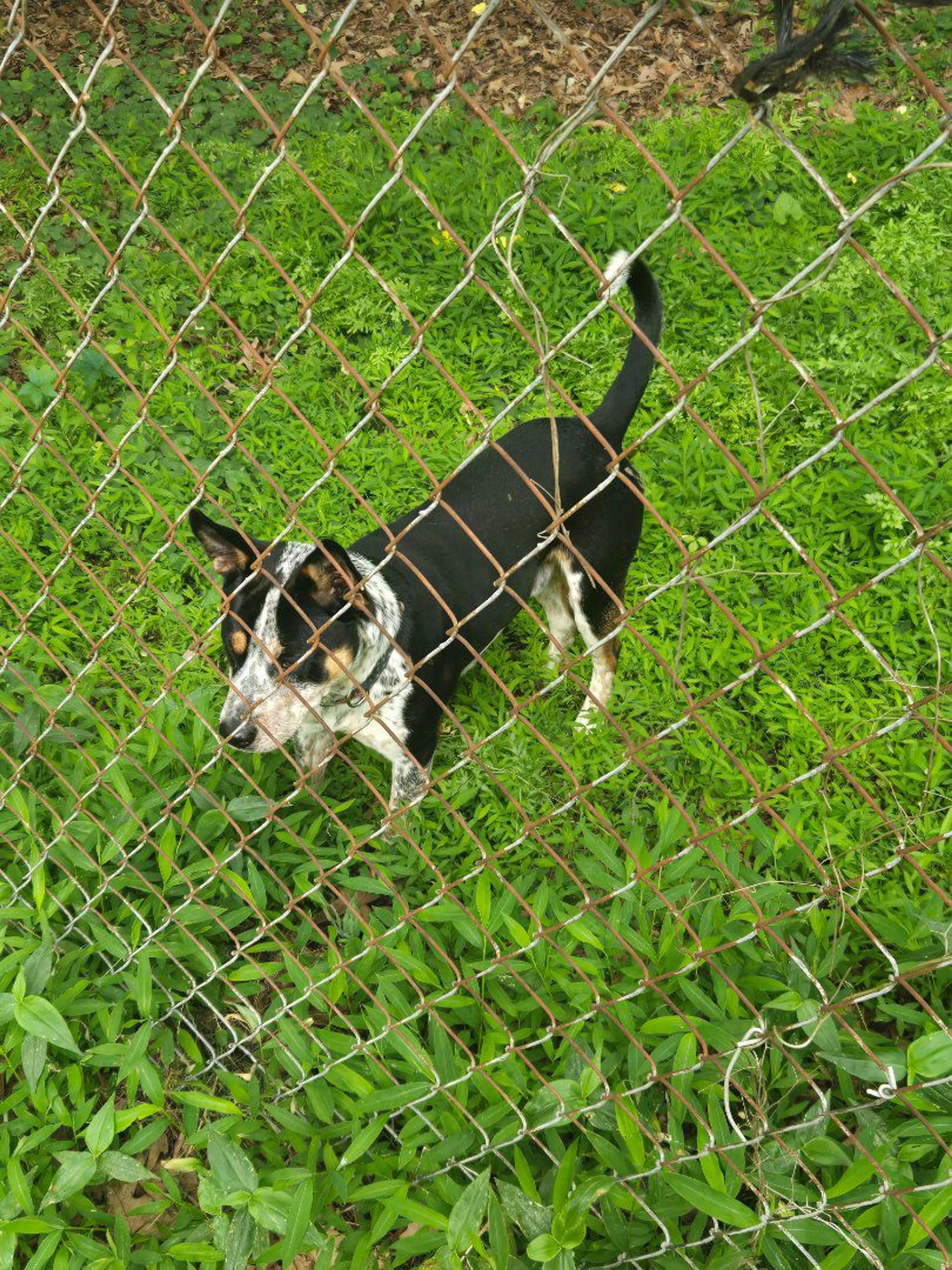 Lost pet-1