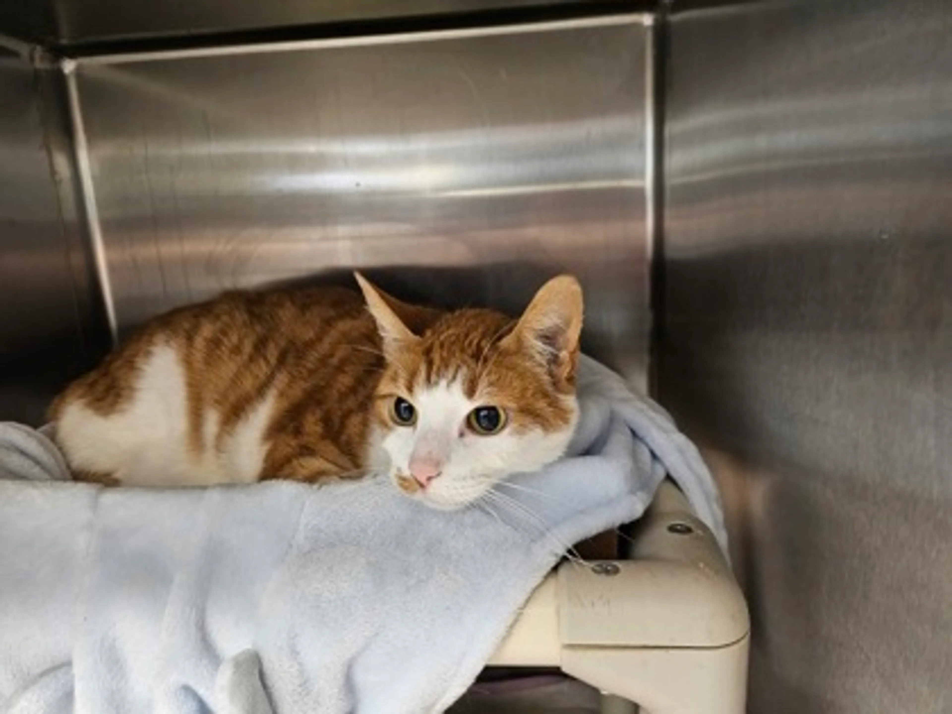 Found pet