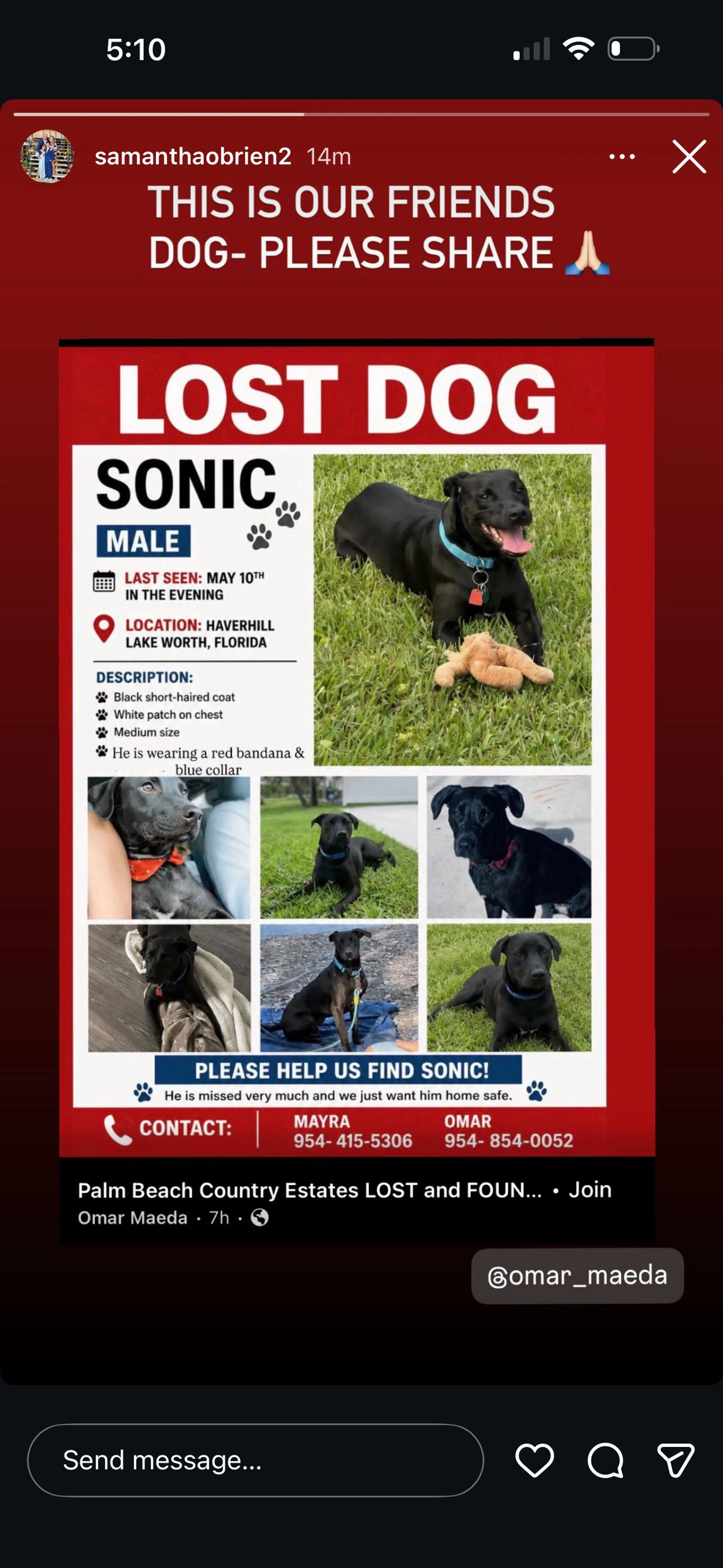 Lost pet