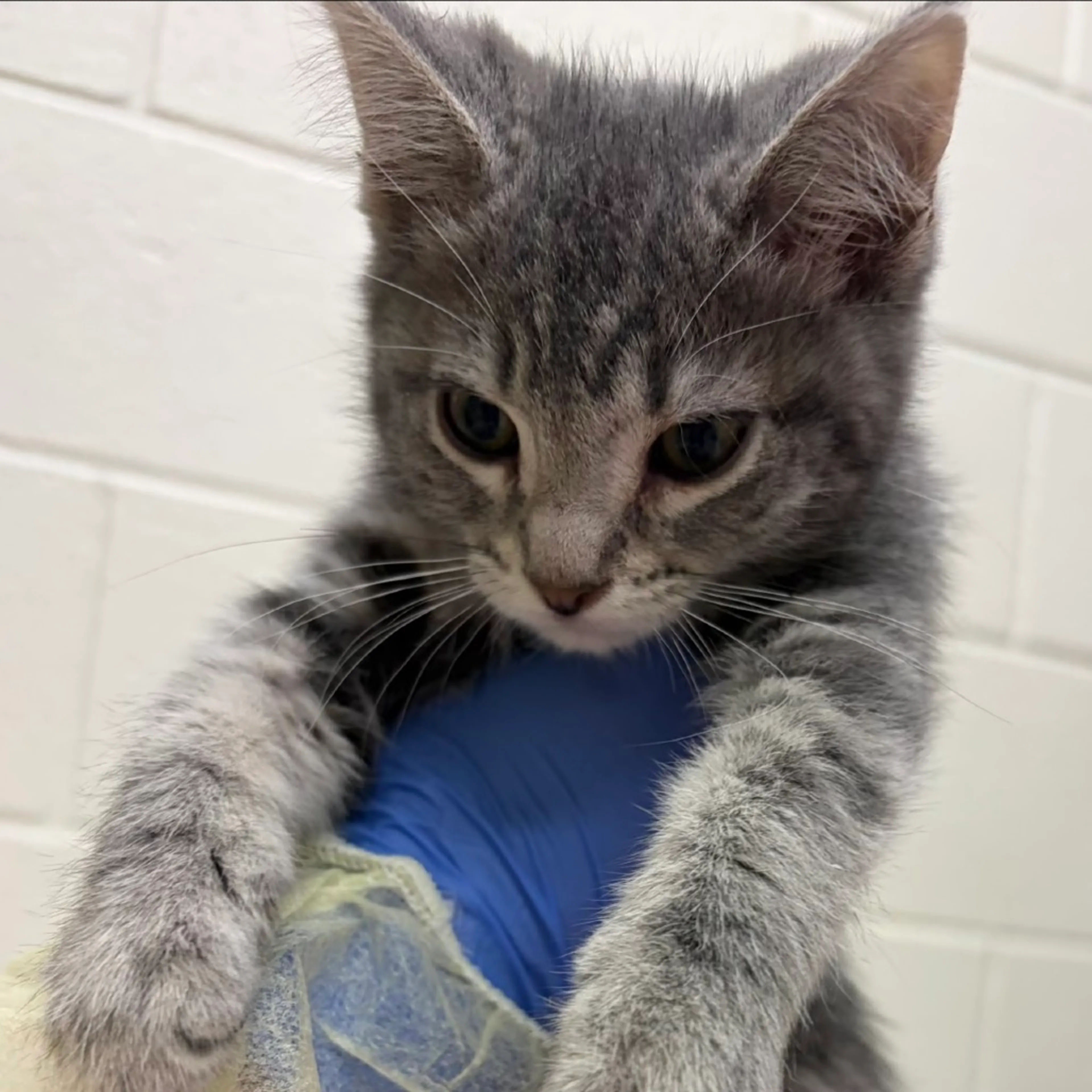 Found pet