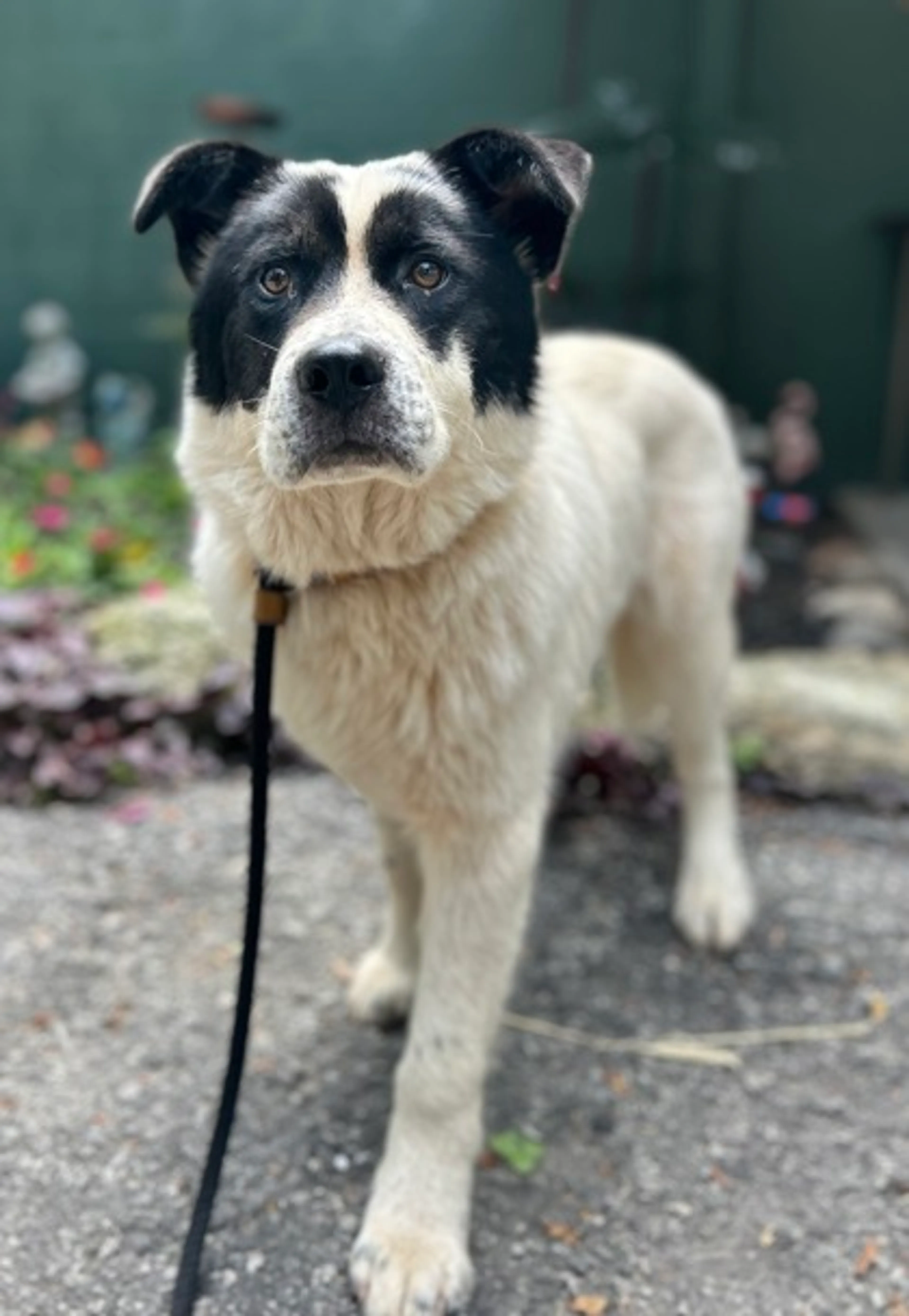 Found pet