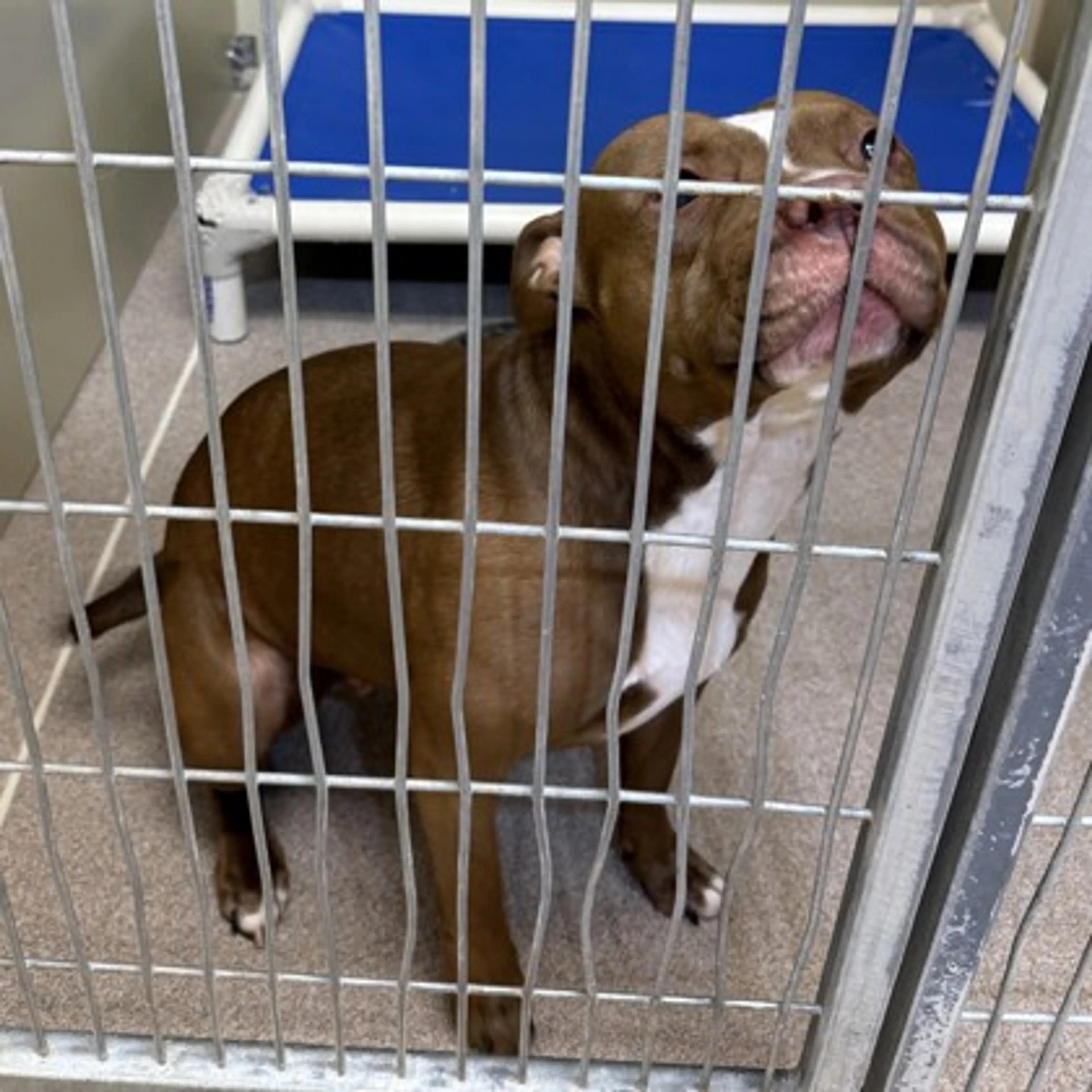 Found pet-1