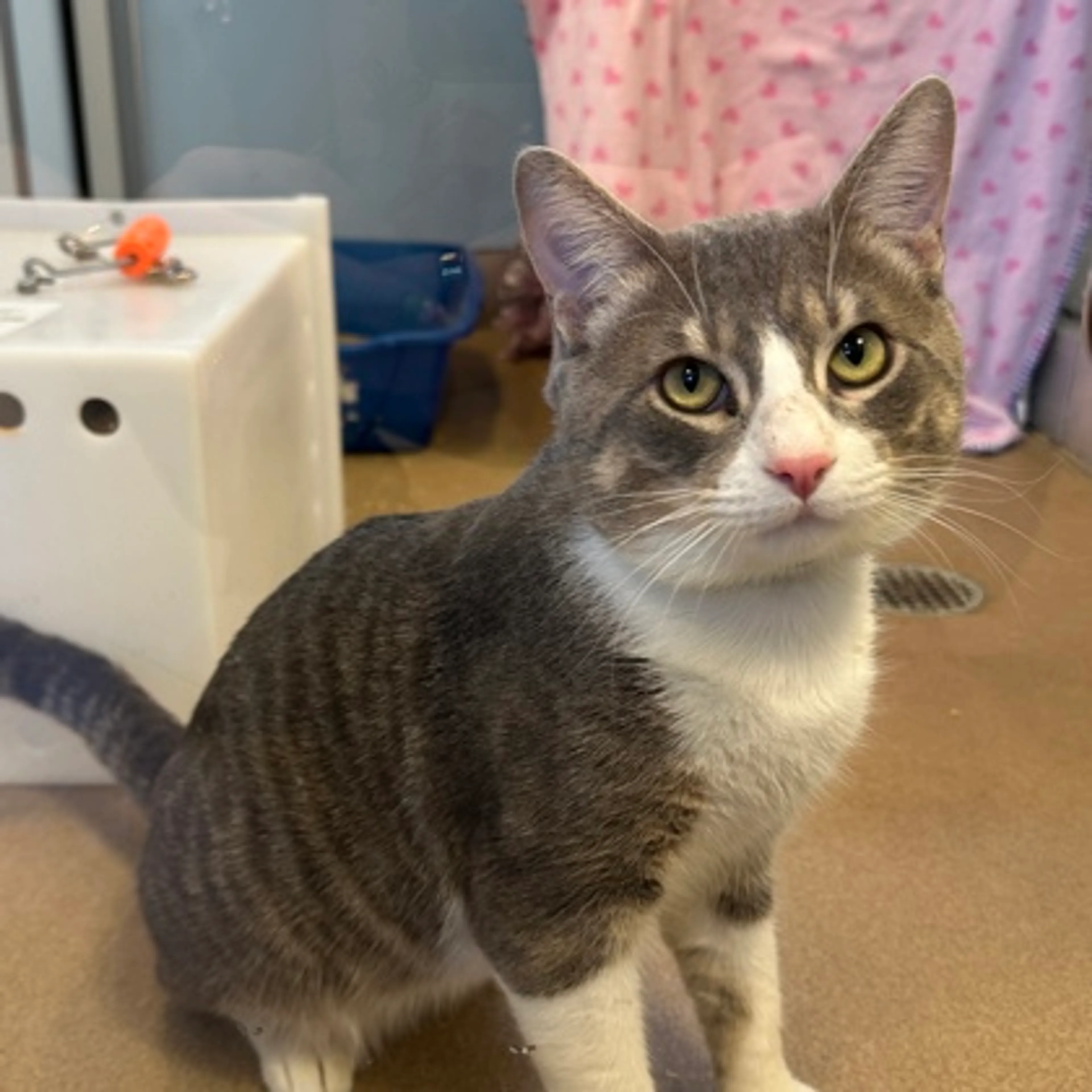 Found pet-1